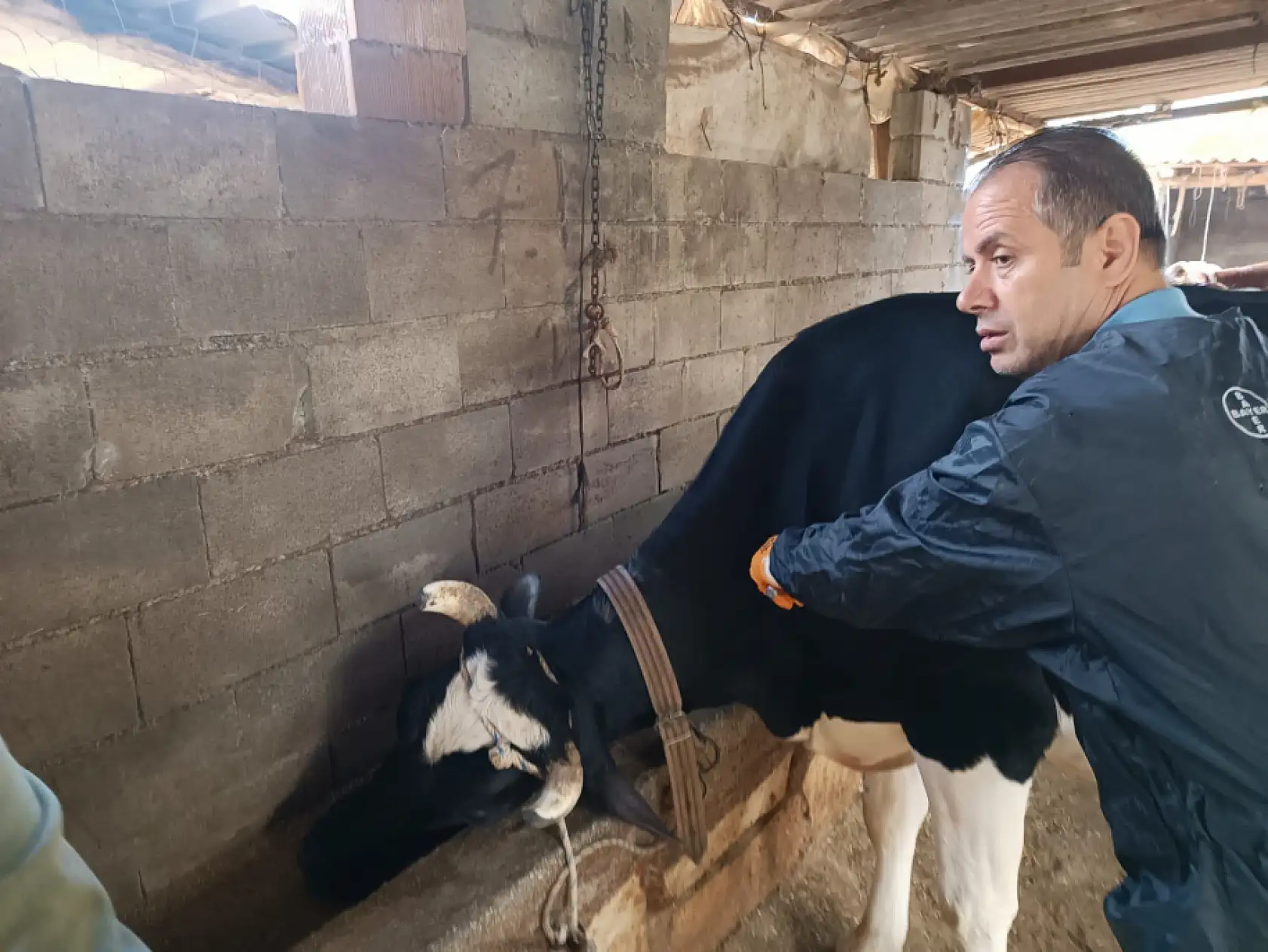 Menteşe'de şap aşısı kampanyası devam ediyor