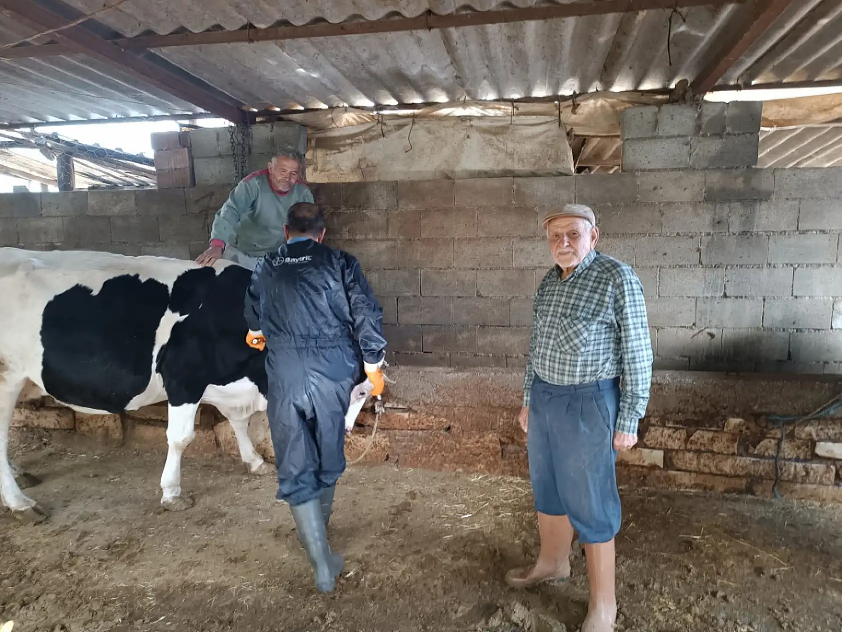 Menteşe'de şap aşısı kampanyası devam ediyor