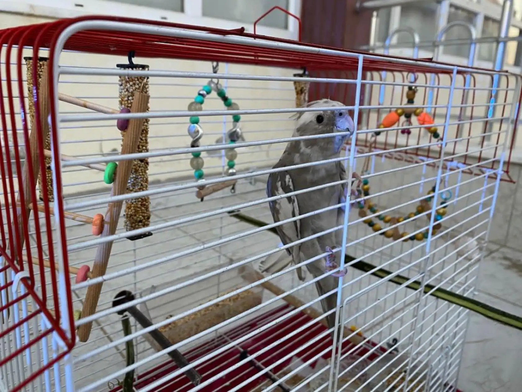 Yangında mucize kurtuluş! Muhabbet kuşu itfaiyenin kahramanlığıyla hayatta kaldı