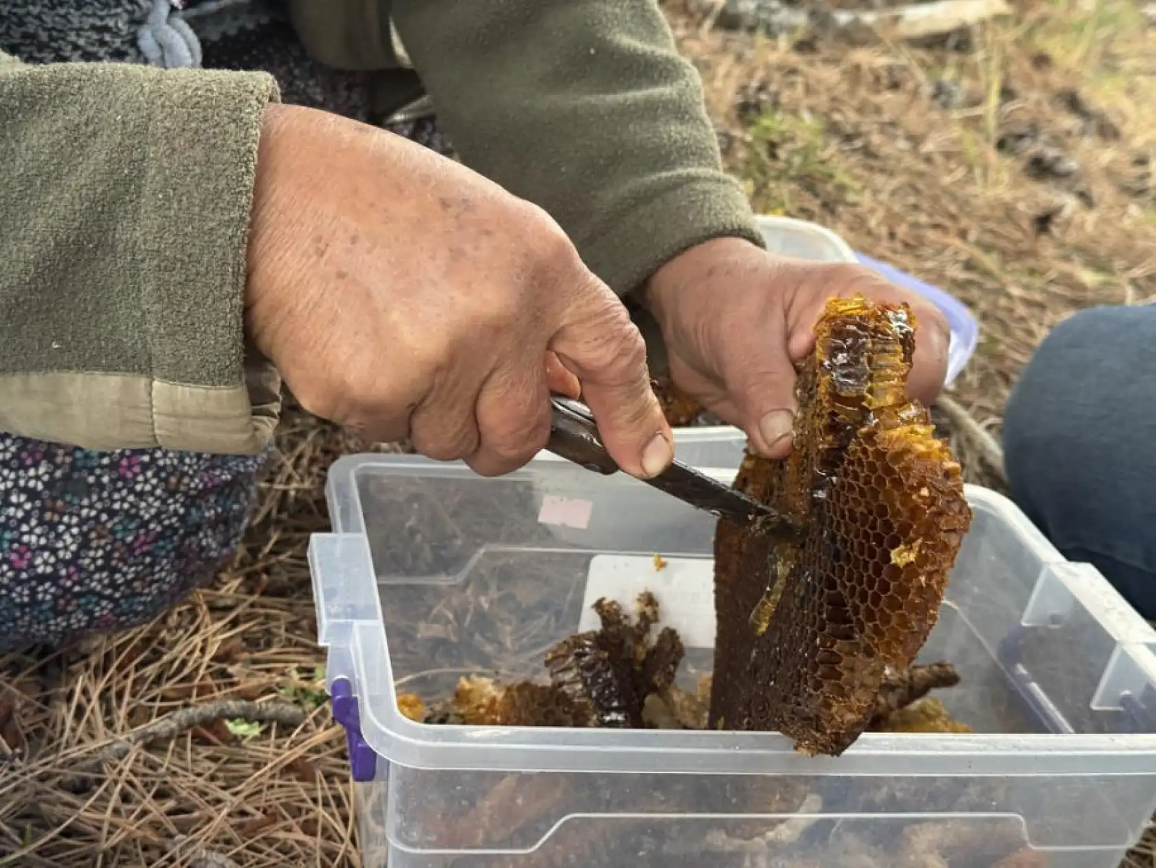 Kovanlarından kaçan firari arıların izini sürüp Toroslardaki doğal kovanları buluyorlar
