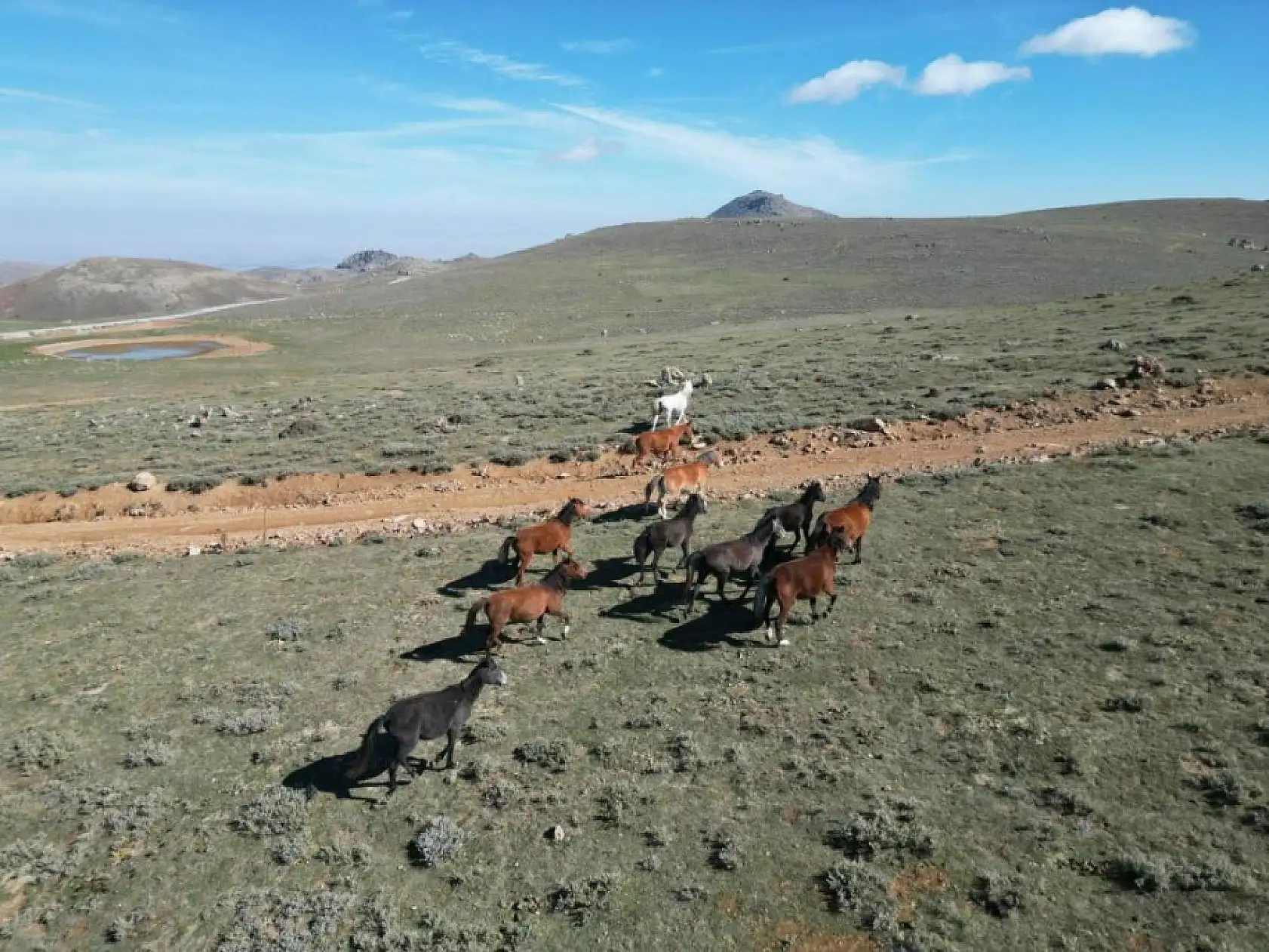 Yaylalardan köylere inmeye başlayan yılkı atları dron ile görüntülendi