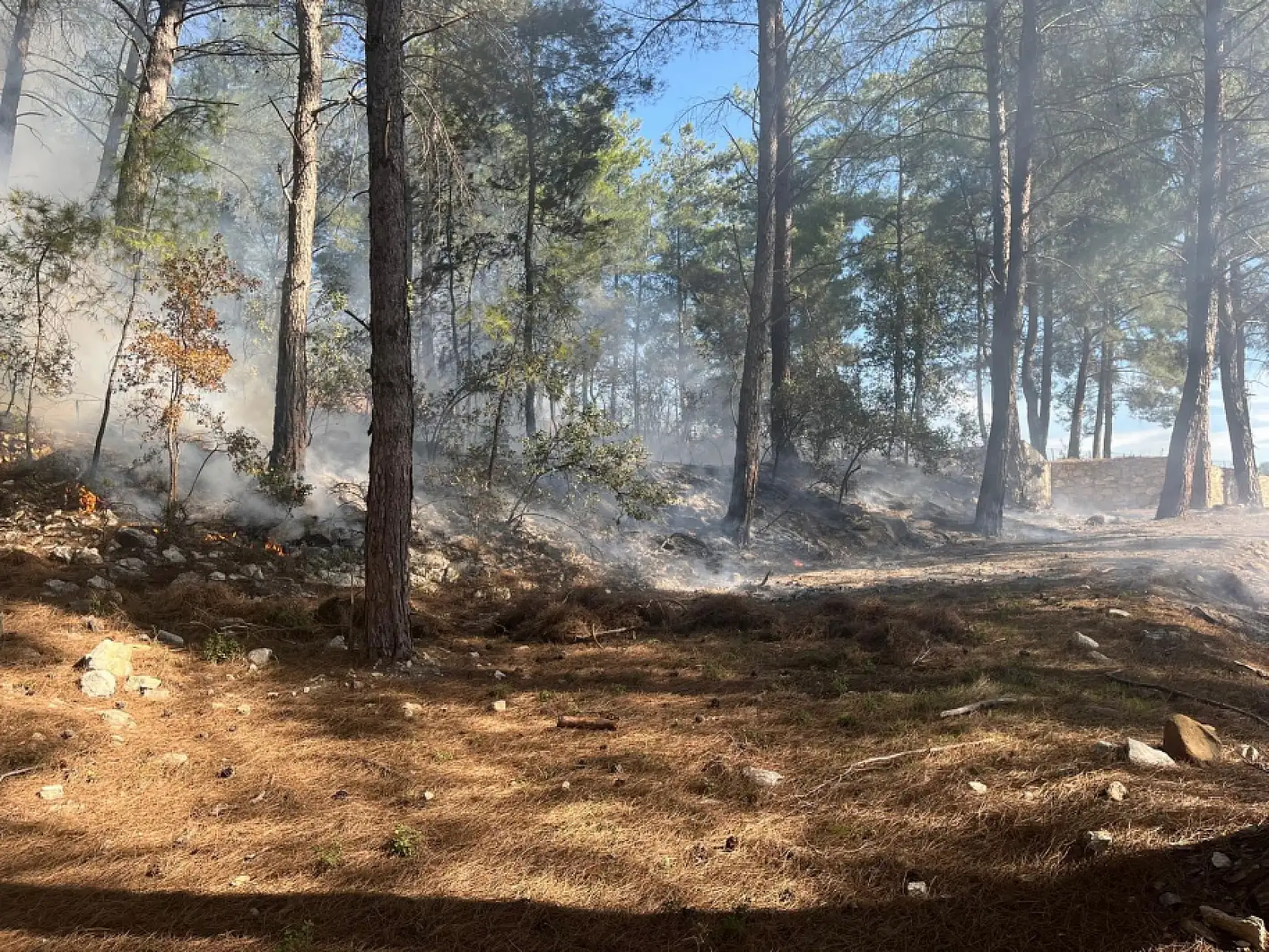 Milas'taki orman yangınları büyümeden söndürüldü