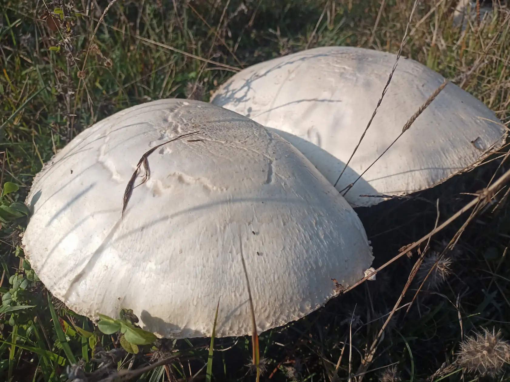 Doğada büyüyen dev mantarlar şaşkına çevirdi
