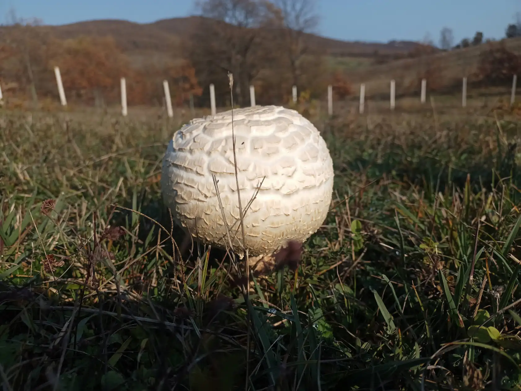 Doğada büyüyen dev mantarlar şaşkına çevirdi
