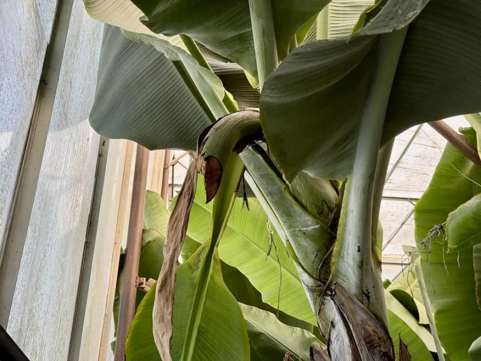 İlginç hırsızlık: Hırsızlar muz ve avokado hasadı yaptı