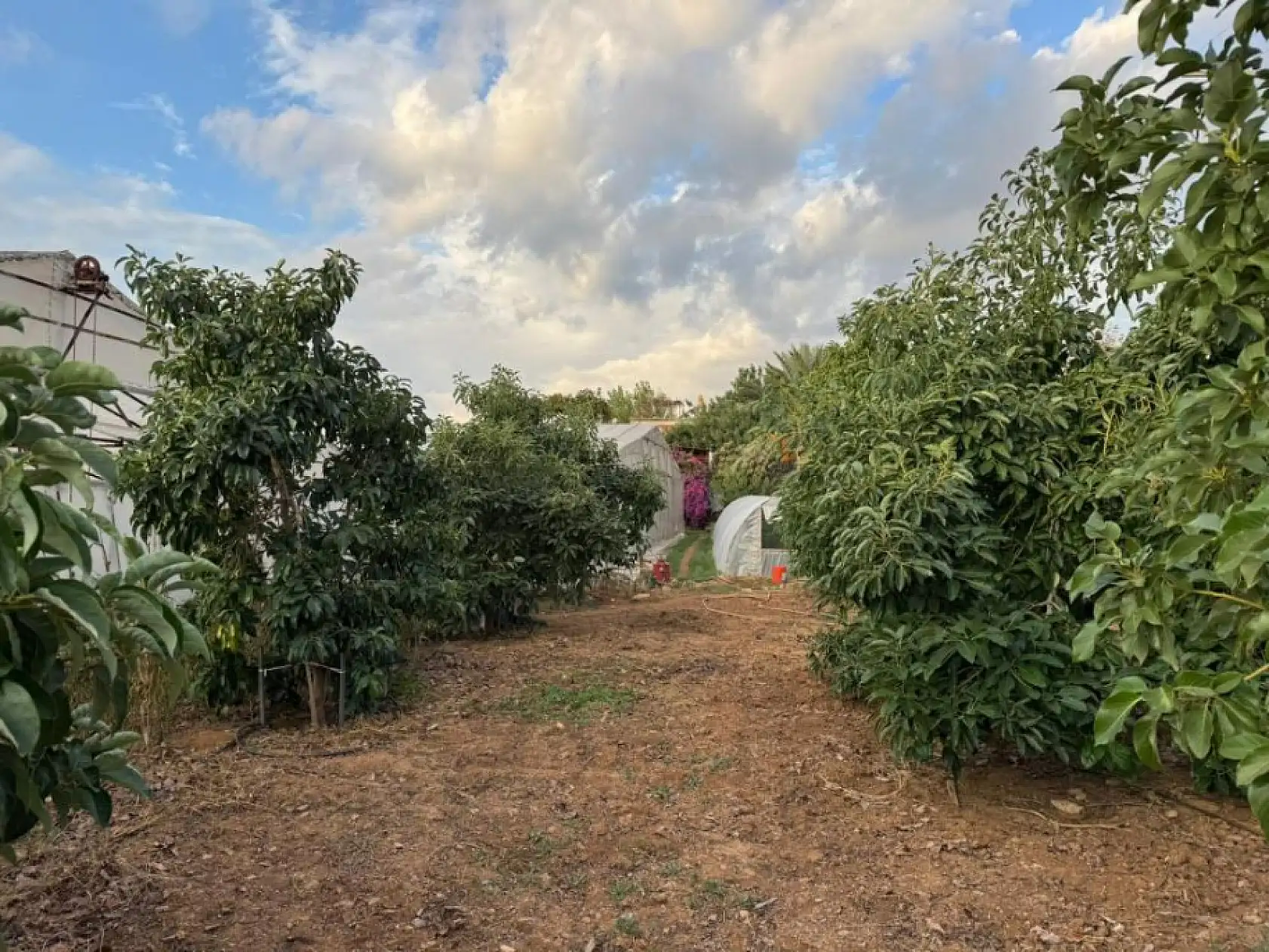 İlginç hırsızlık: Hırsızlar muz ve avokado hasadı yaptı