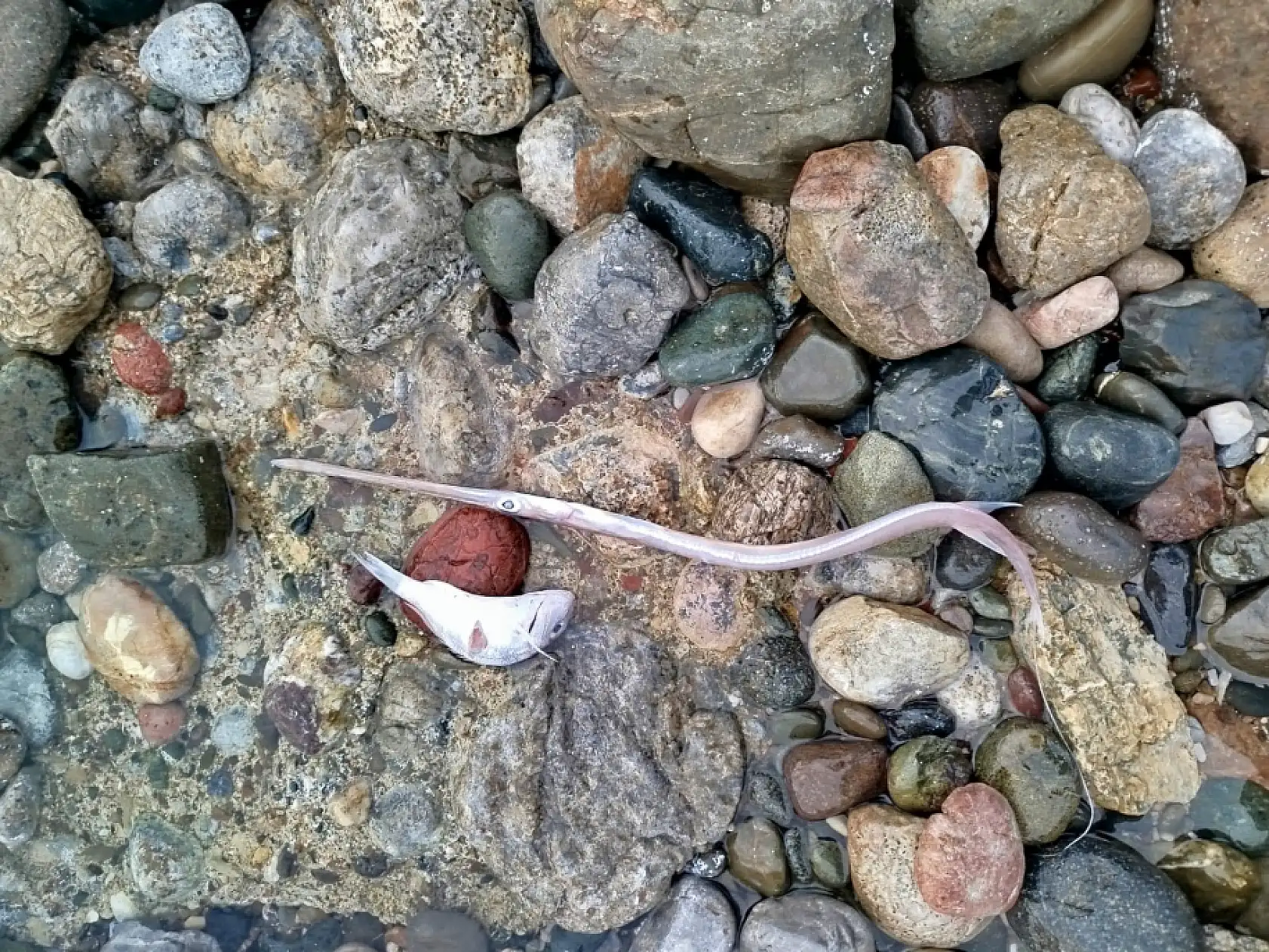 Datça'da sahilde görülen balık ölümlerinde tehlikeli bir bulguya rastlanmadı