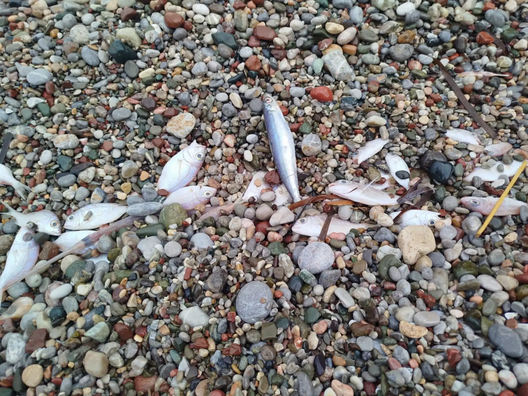 Datça'da sahilde görülen balık ölümlerinde tehlikeli bir bulguya rastlanmadı