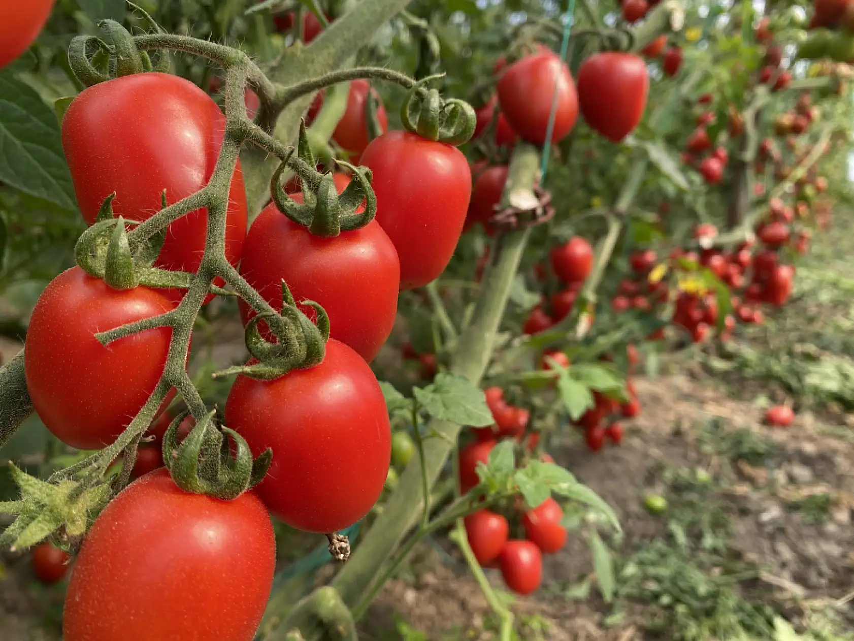 Aralık ayı hal endeksi açıklandı: 'Meyvede fiyat arttı, sebzede geriledi'