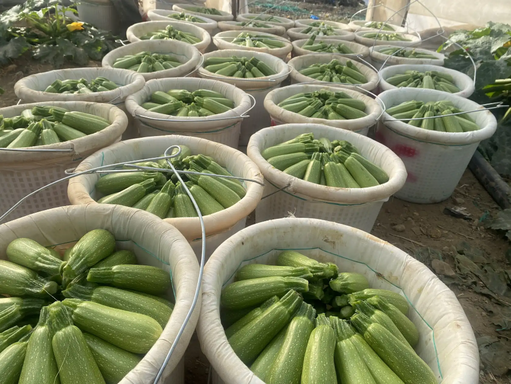 Aralık ayı hal endeksi açıklandı: 'Meyvede fiyat arttı, sebzede geriledi'