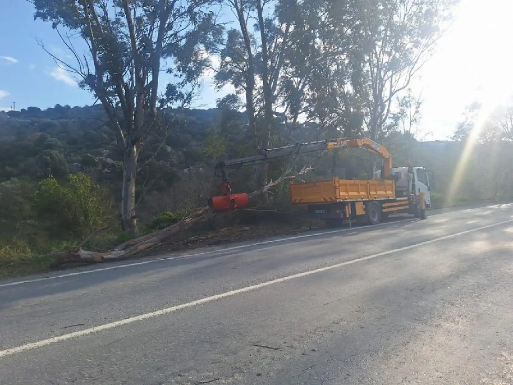 Bodrum'da fırtına ağaçları devirdi