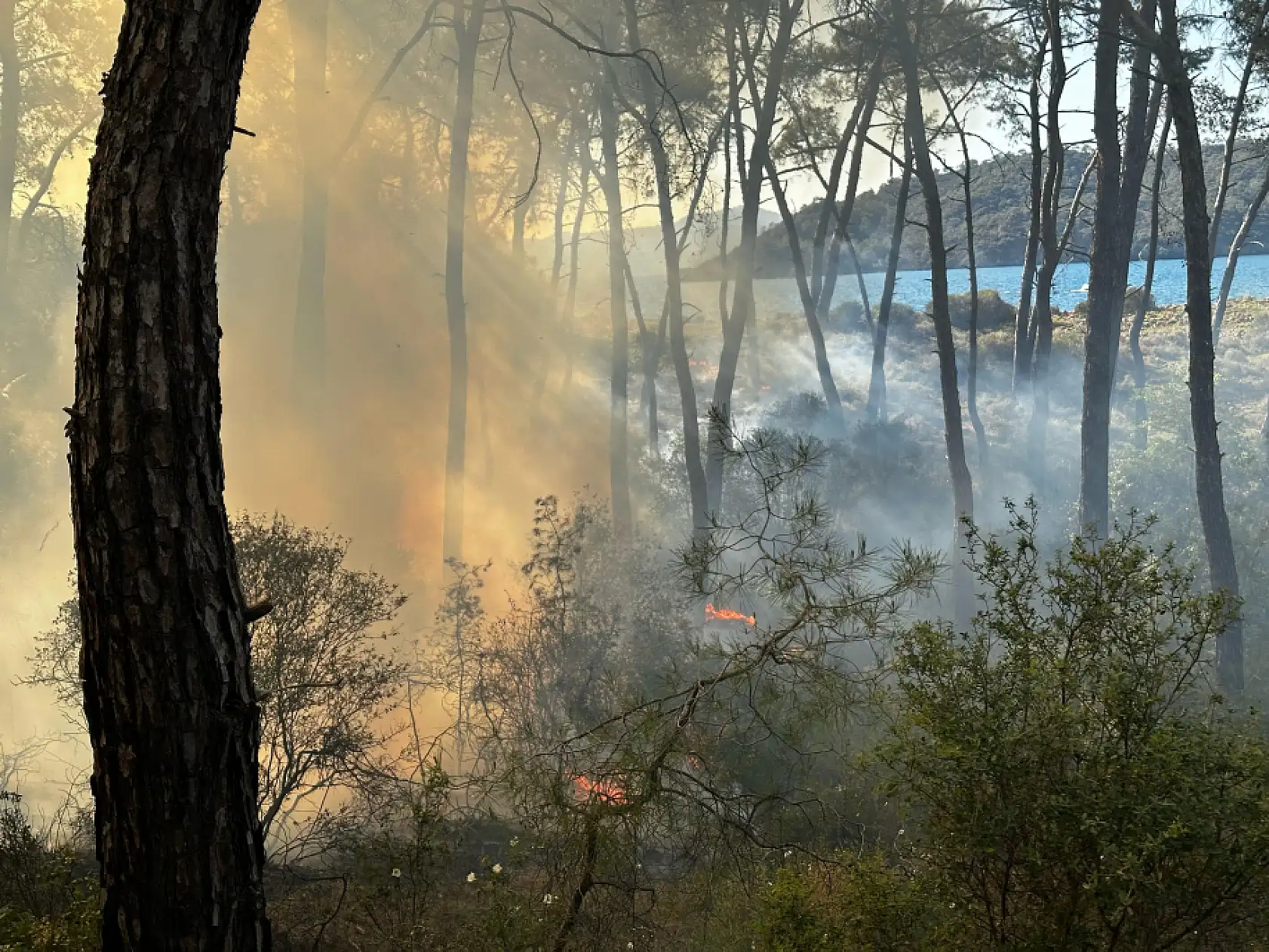 Muğla'da ormanlık alanda çıkan yangın söndürüldü