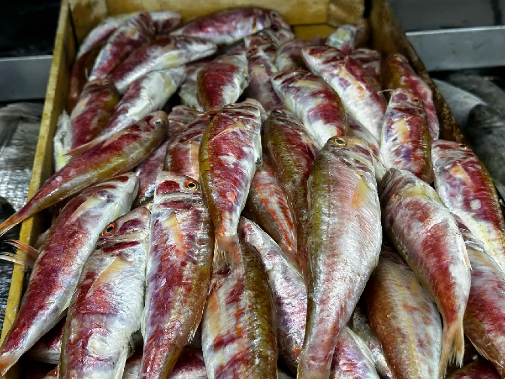 Fethiye'de soğuk hava balığı vurdu