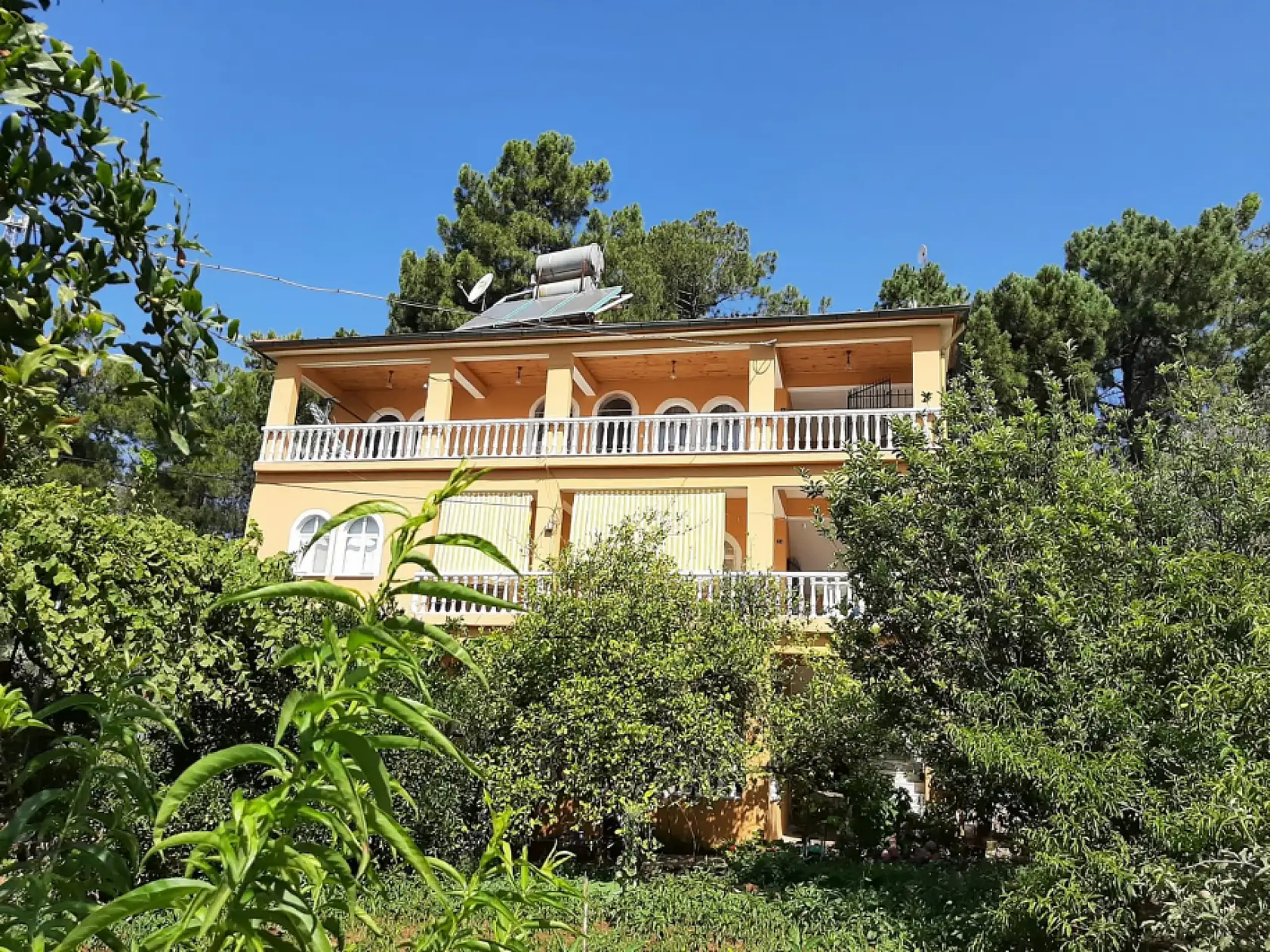 Fethiyeli vatandaş evinin bahçesinde tropikal meyve Papaya yetiştirdi