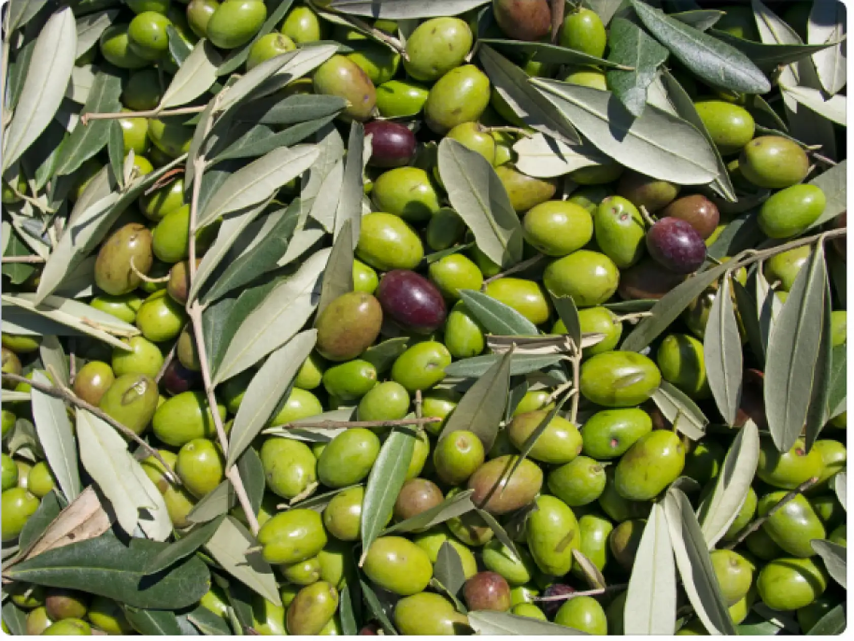 Zeytin üreticileri dikkat! Tehlike çanları çalıyor