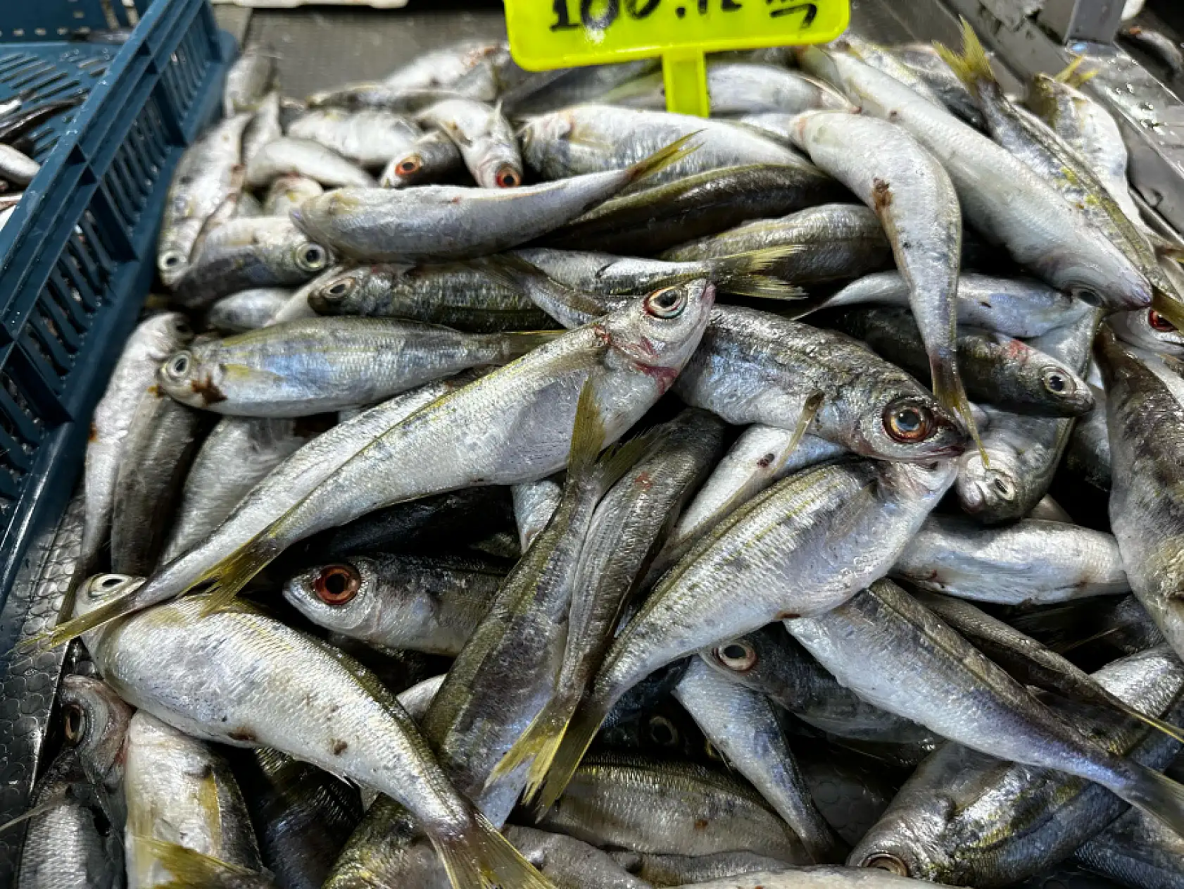 Fethiye'de soğuk hava balığı vurdu