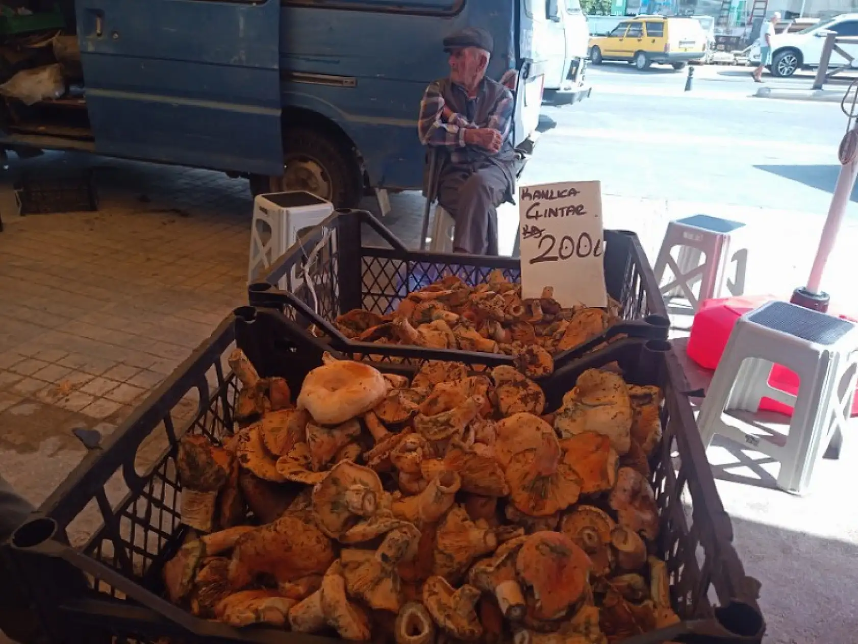 Fethiye sofralarında eksik olmuyor: Çıntar Mantarı