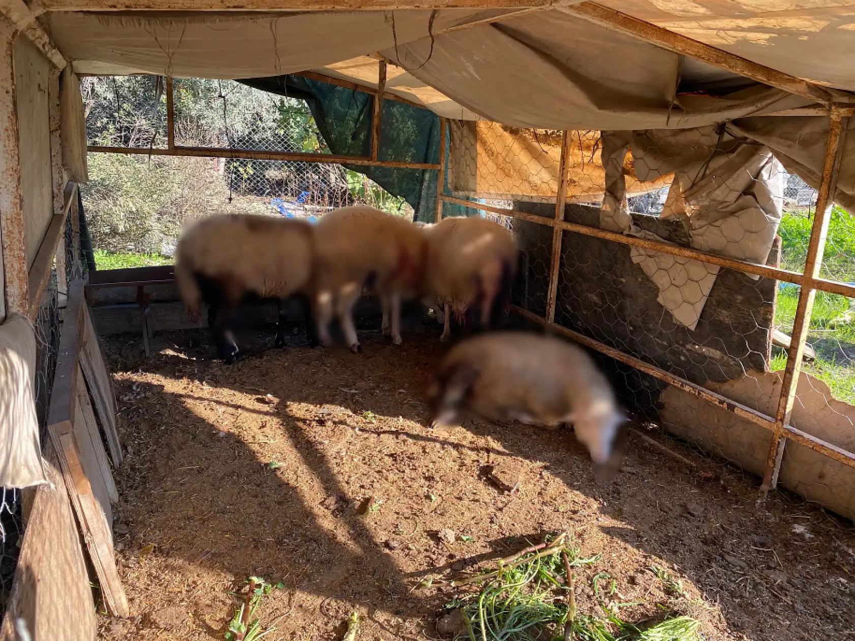 Fethiye'de Koyunlar Telef Oldu, Zarar 80 Bin TL