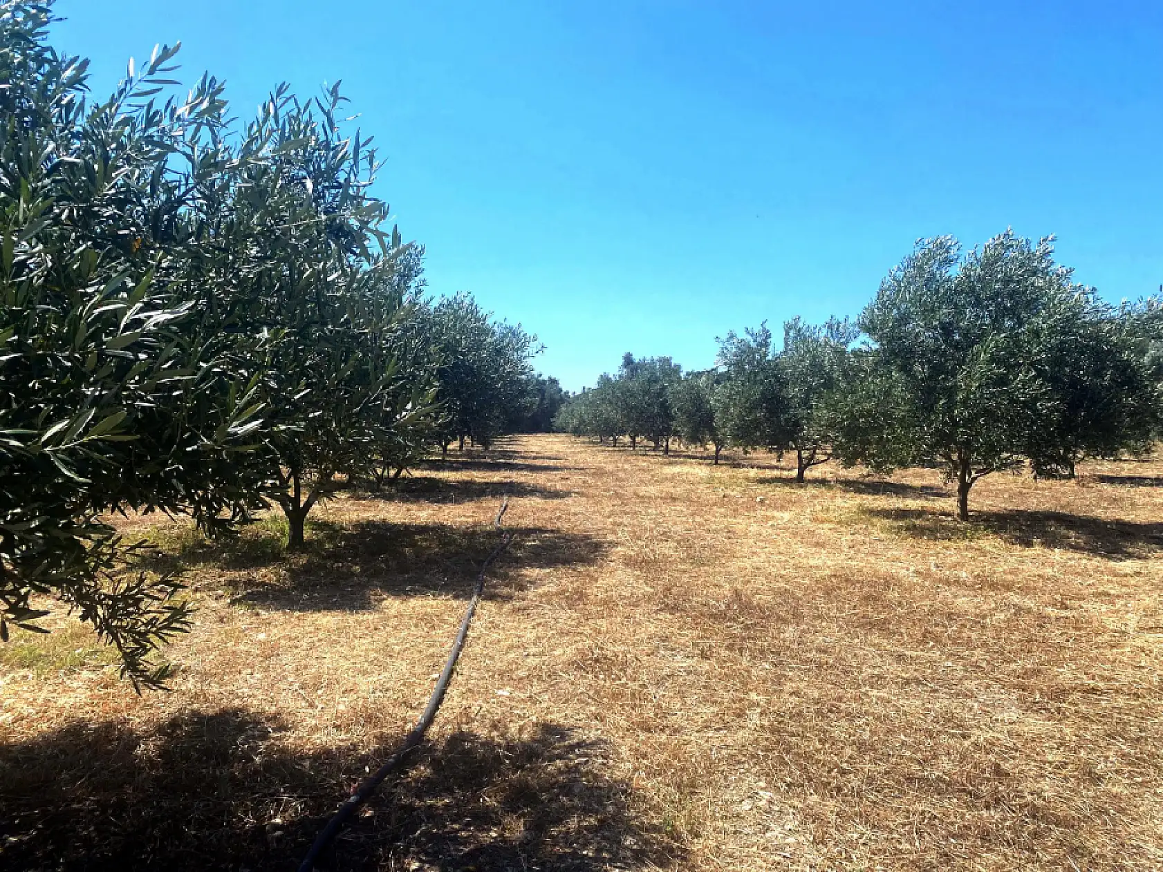 Fethiye ve Seydikemer'de 'Zeytinciliği Geliştirme Projesi' devam ediyor