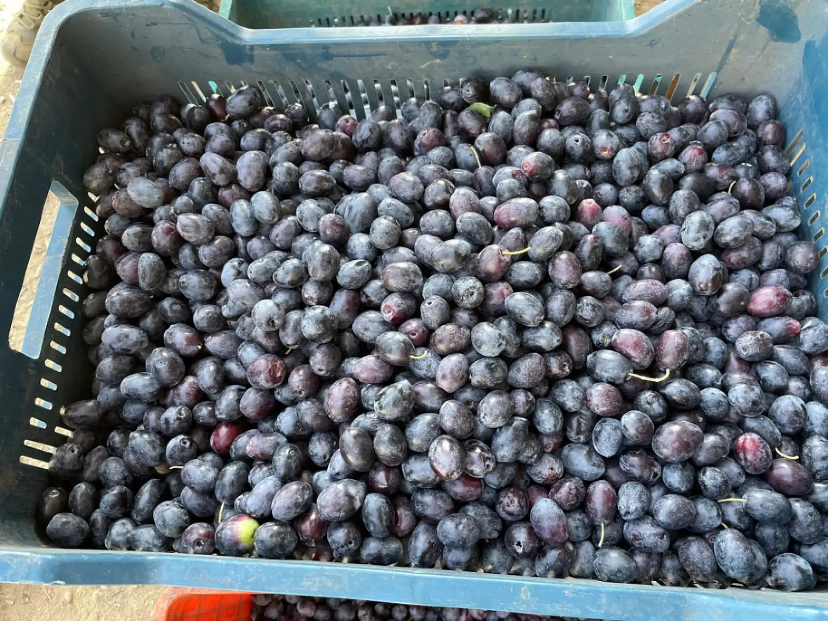 Fethiye'de zeytin sezonu hızla devam ediyor: Günlük 500 kasaya kadar sevkiyat yapılıyor