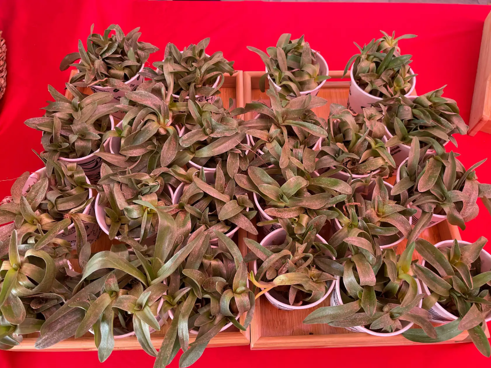 Muğla'da bilinçli tüketici ve üretici birarada: Slow Food Yeryüzü Pazarı