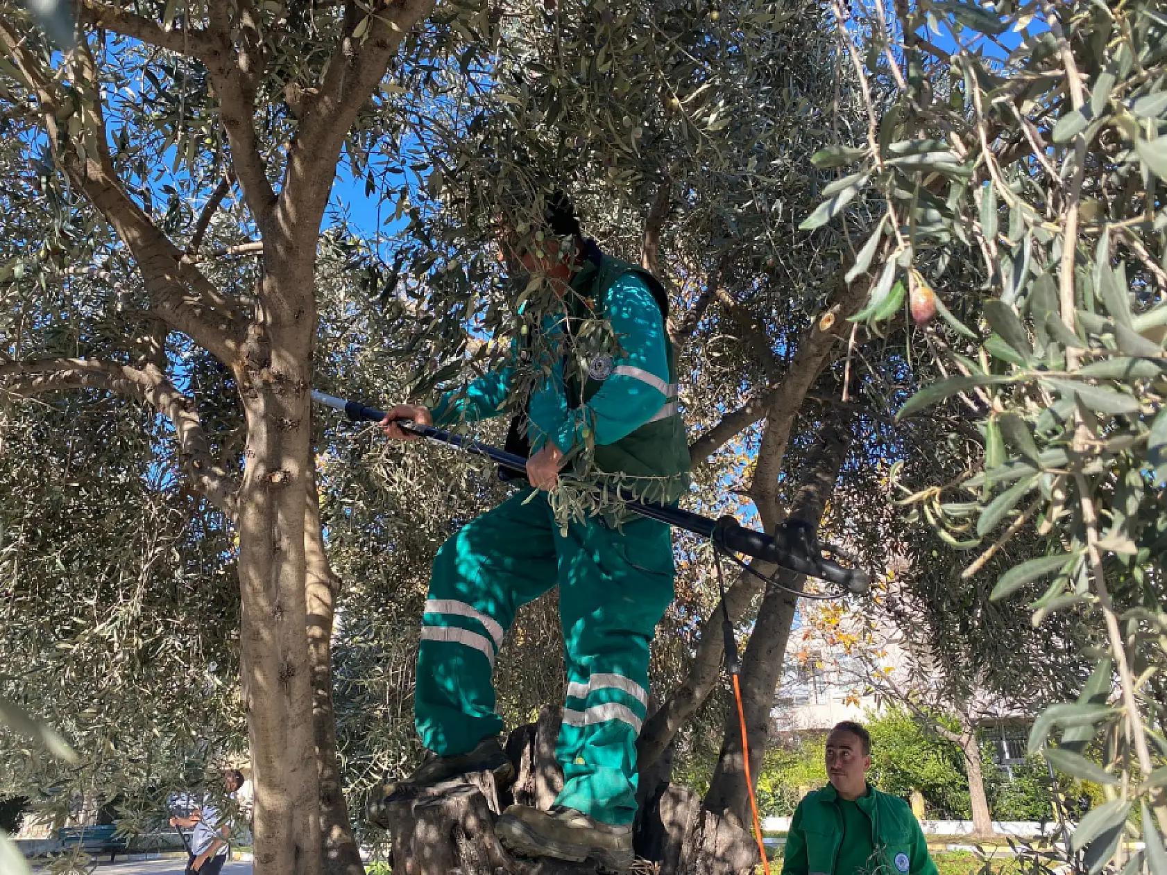 Milas Belediyesi park ve yeşil alanlarda zeytin hasadına devam ediyor