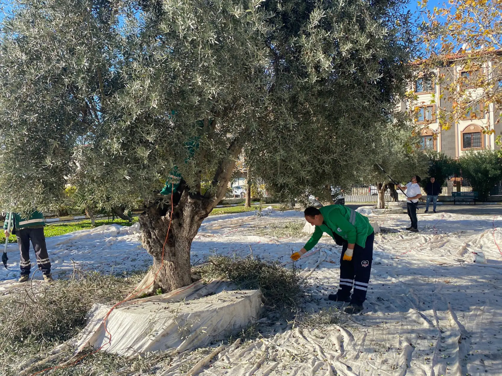 Milas Belediyesi park ve yeşil alanlarda zeytin hasadına devam ediyor