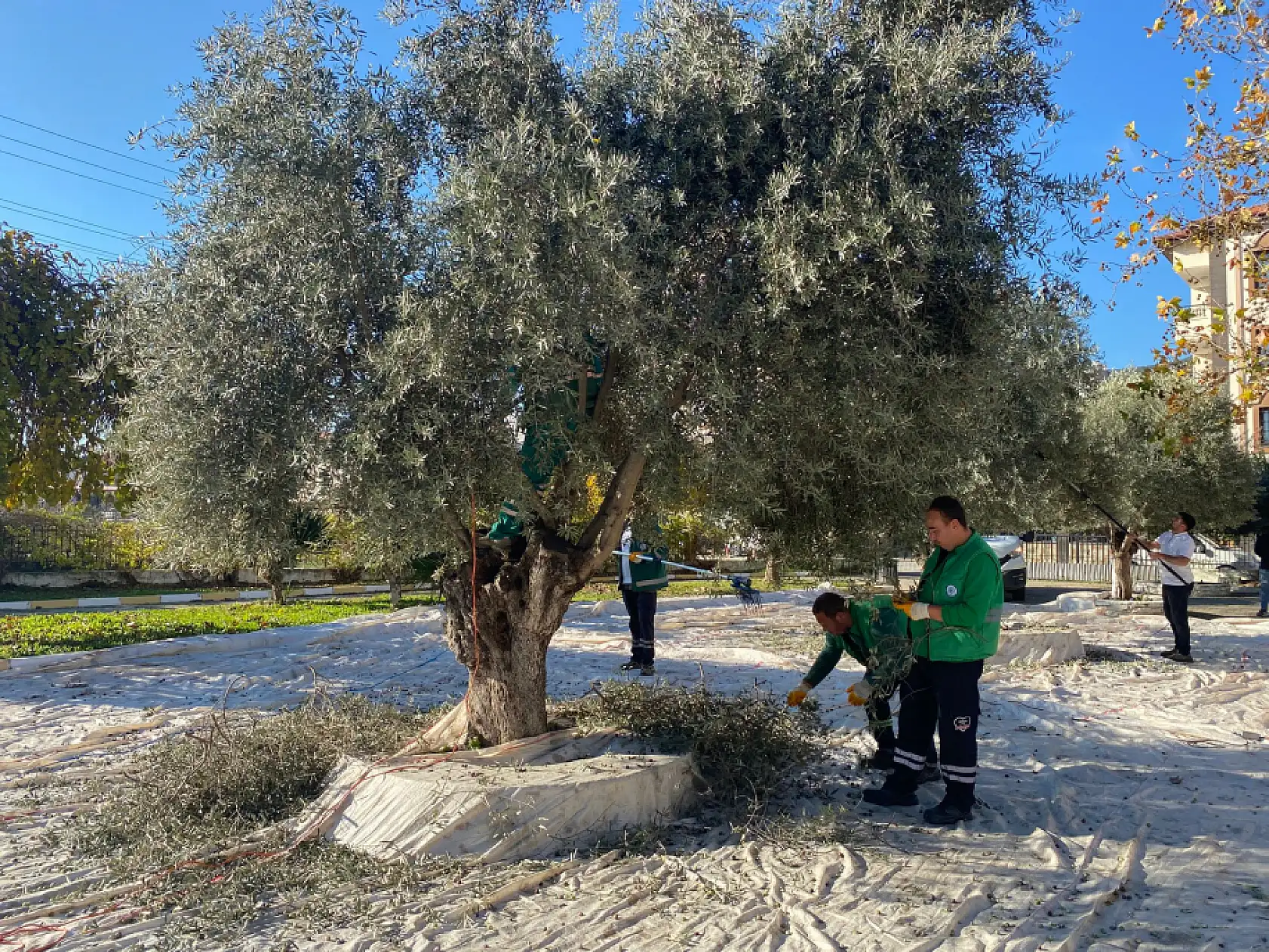 Milas Belediyesi park ve yeşil alanlarda zeytin hasadına devam ediyor