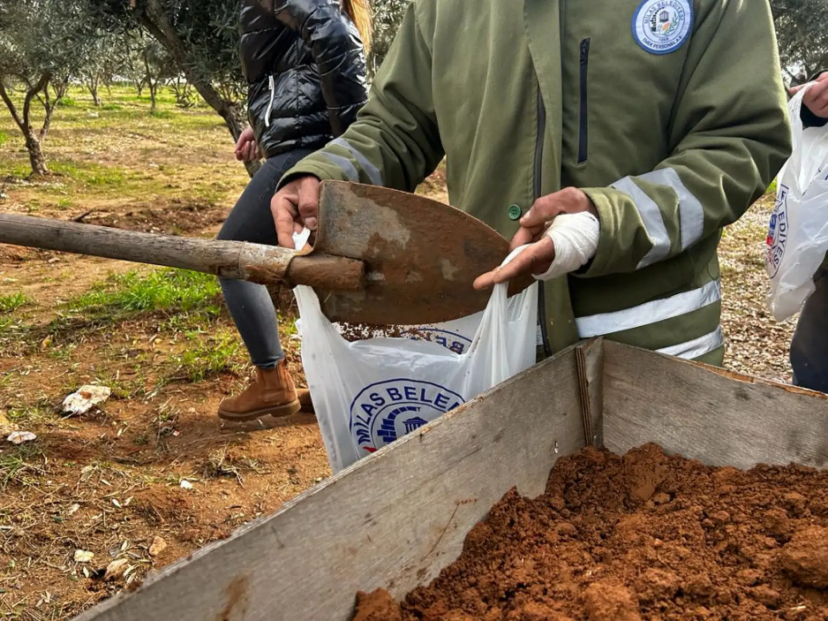 Üreticilere 'Zeytin Budama' eğitimi verildi