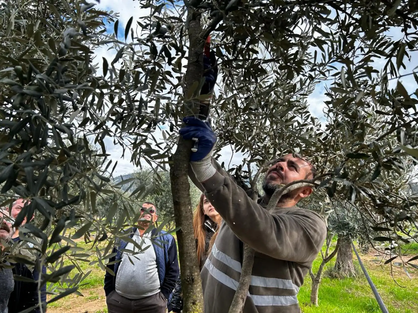 Üreticilere 'Zeytin Budama' eğitimi verildi