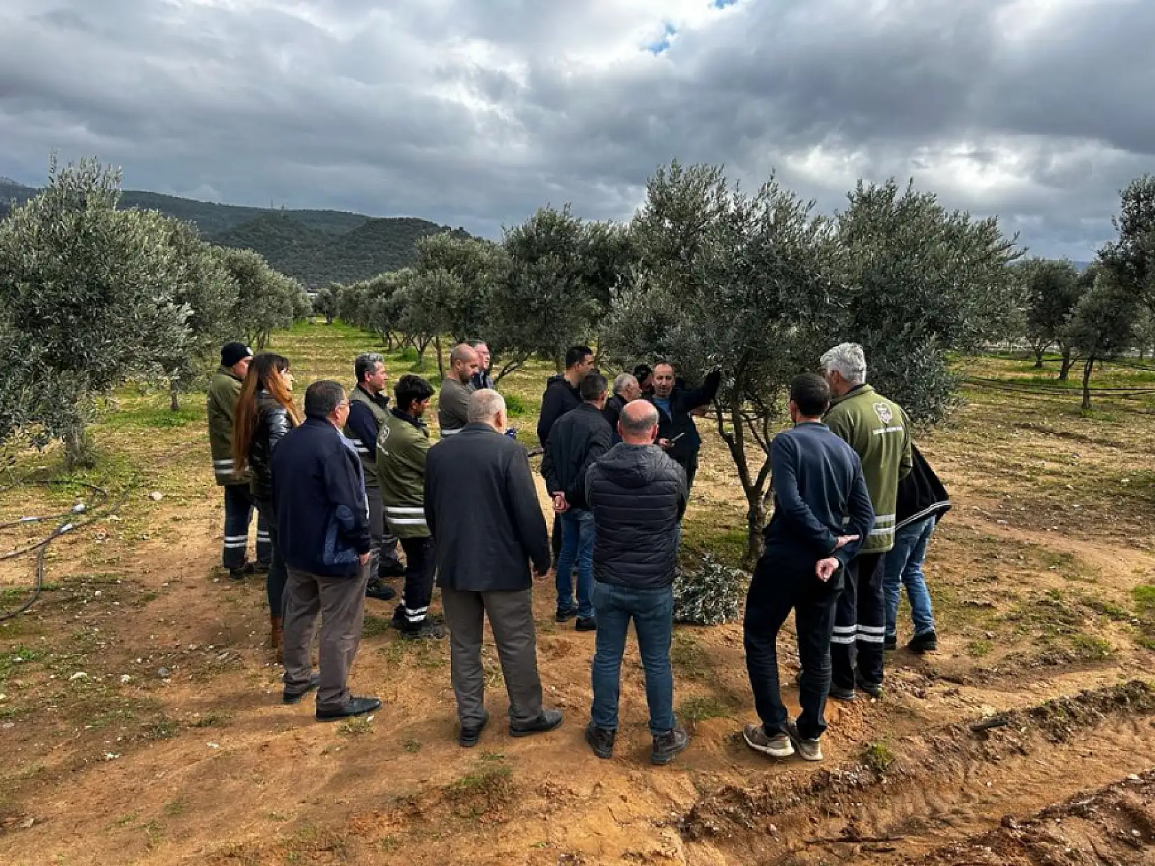 Üreticilere 'Zeytin Budama' eğitimi verildi