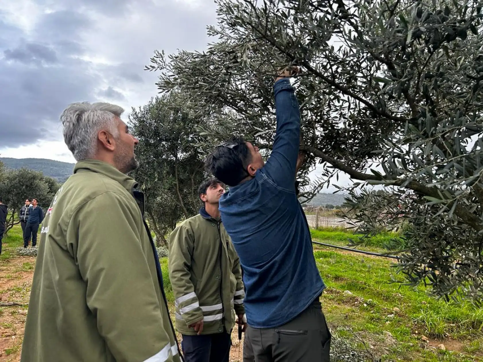 Üreticilere 'Zeytin Budama' eğitimi verildi