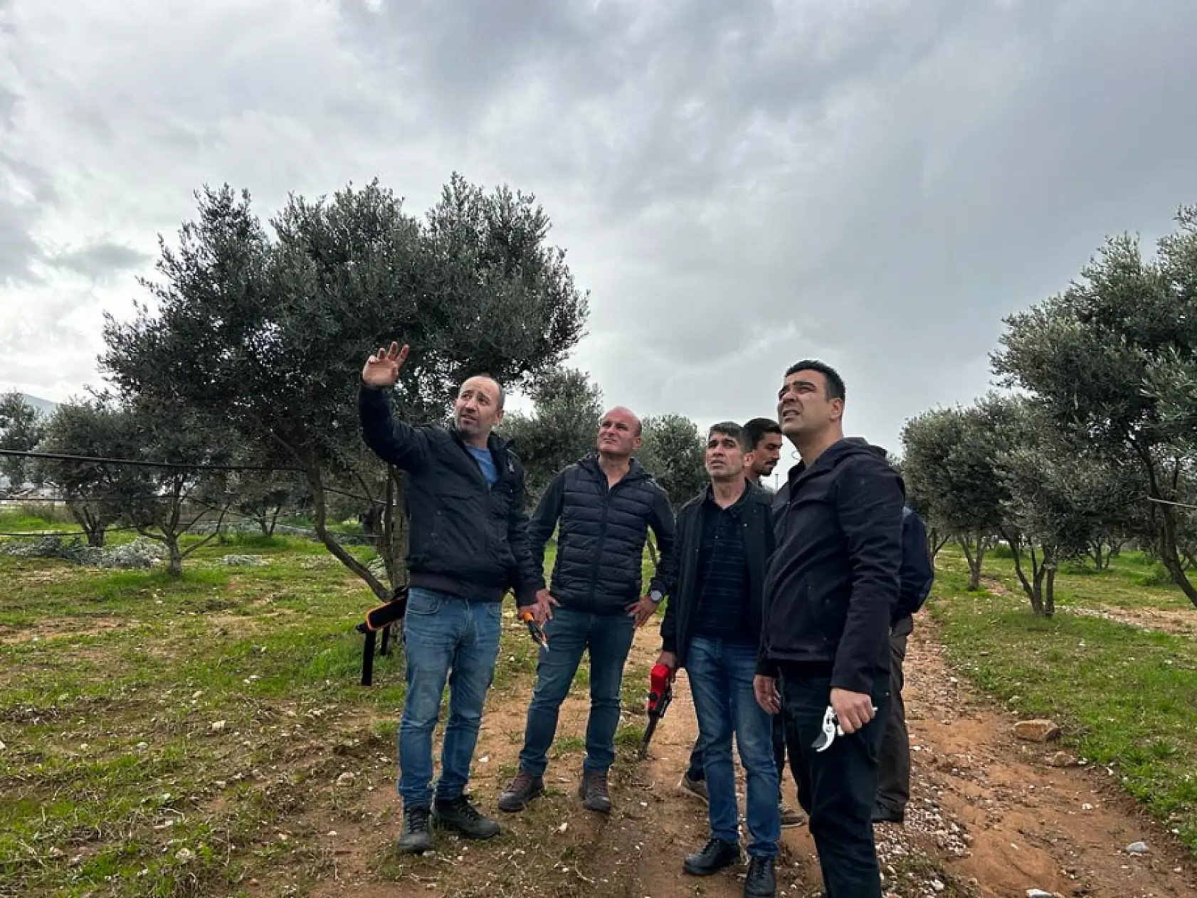 Üreticilere 'Zeytin Budama' eğitimi verildi