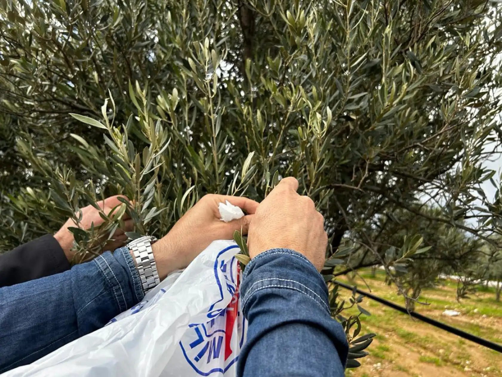 Üreticilere 'Zeytin Budama' eğitimi verildi