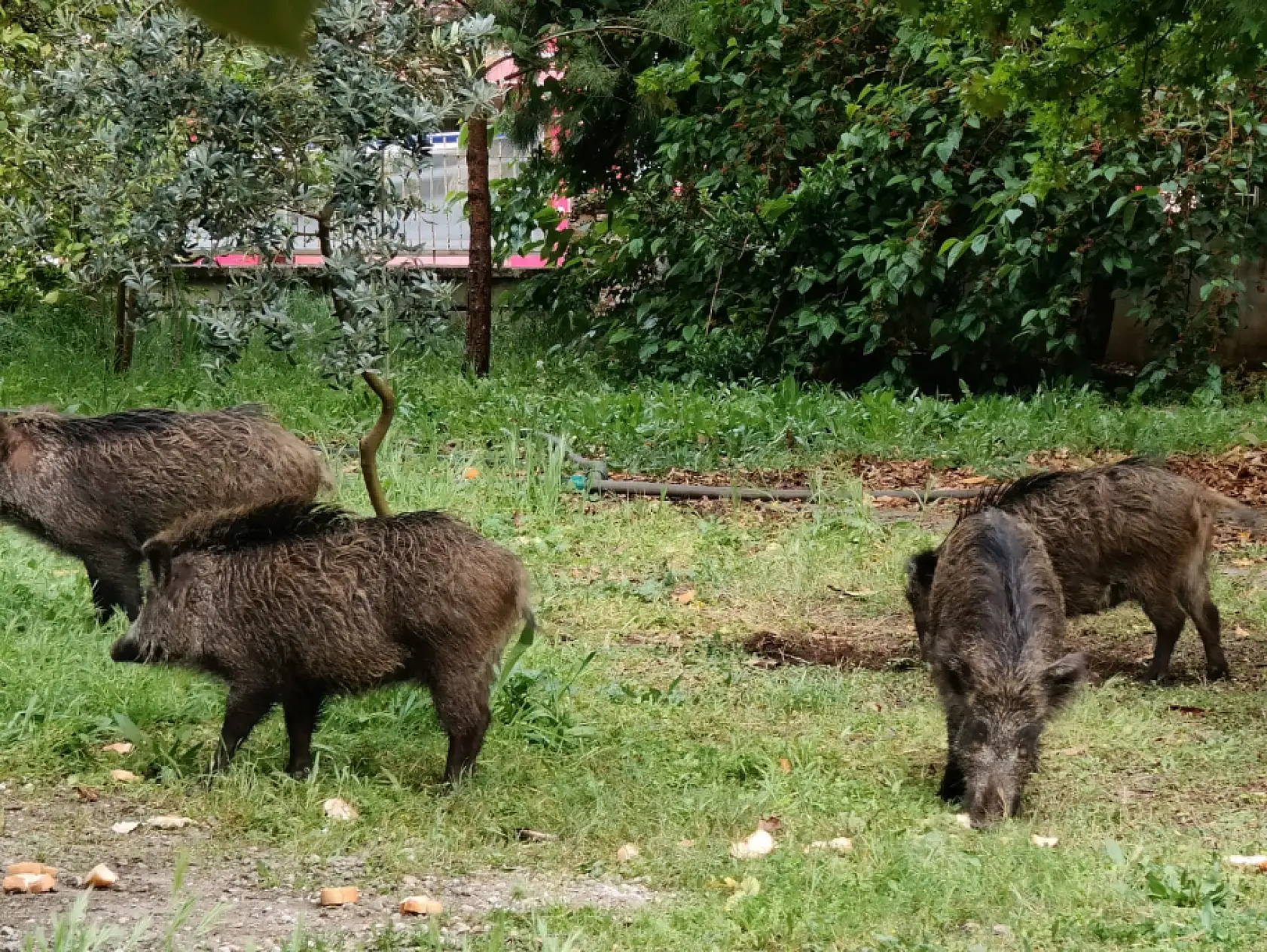 Yaban domuzları Fethiye İlçe Sağlık Müdürlüğü bahçesini istila etti