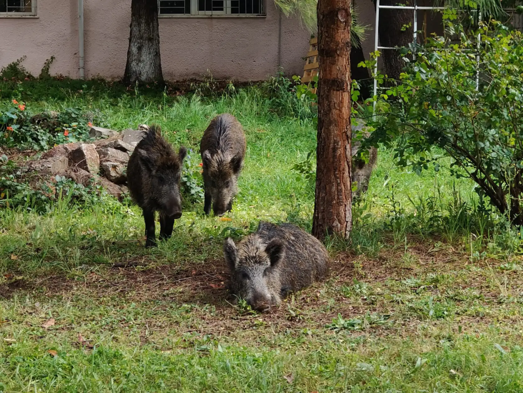 Yaban domuzları Fethiye İlçe Sağlık Müdürlüğü bahçesini istila etti