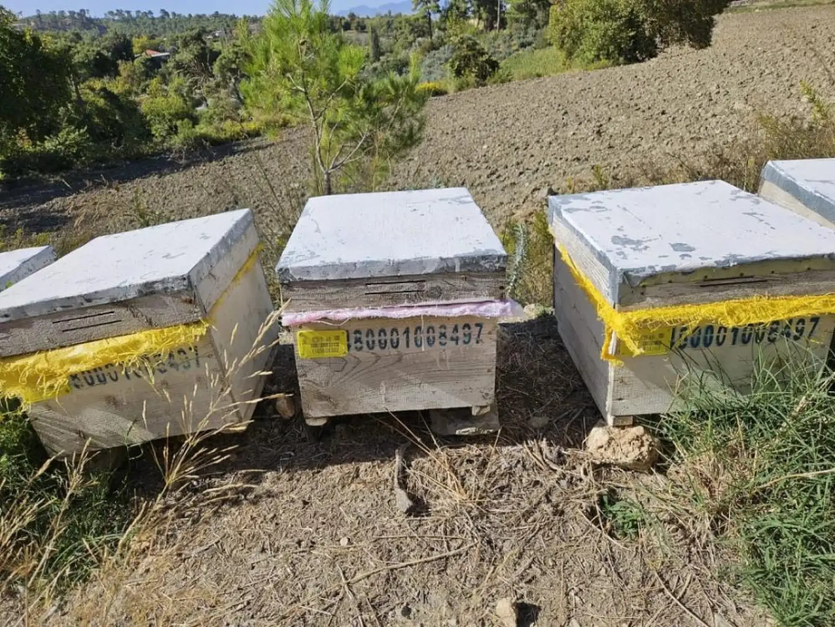 Seydikemer'de arılı kovan tespit çalışmaları devam ediyor