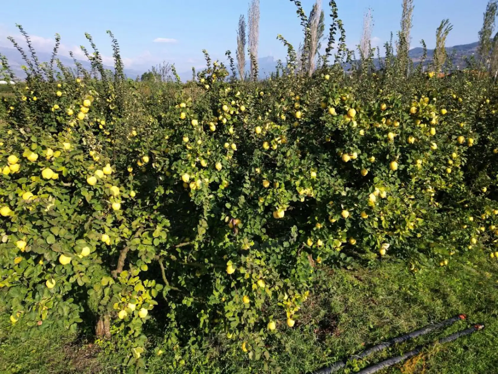 Dünyada rakibi yok: Dalların altın sarısında hasat zamanı
