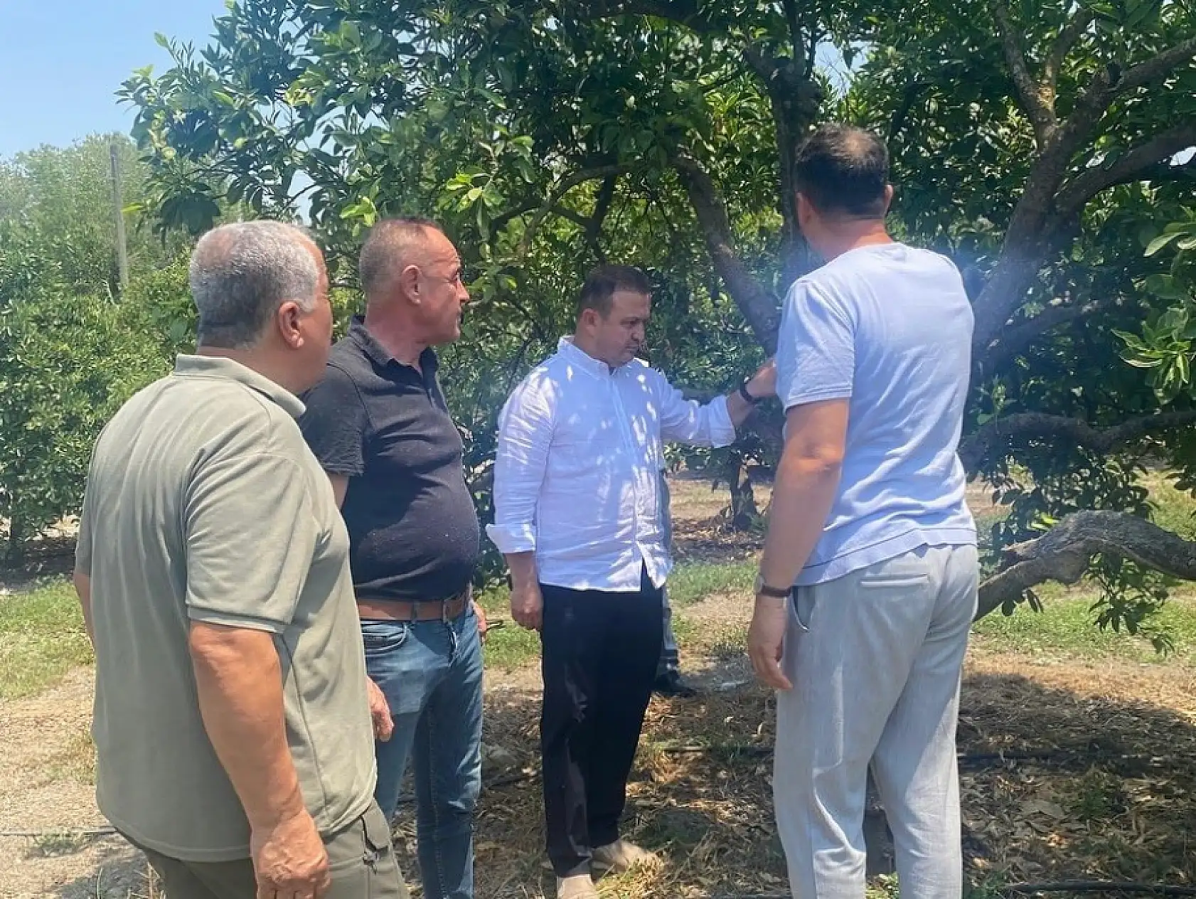 Muğla'da Narenciye Bahçelerinde Saha İncelemesi