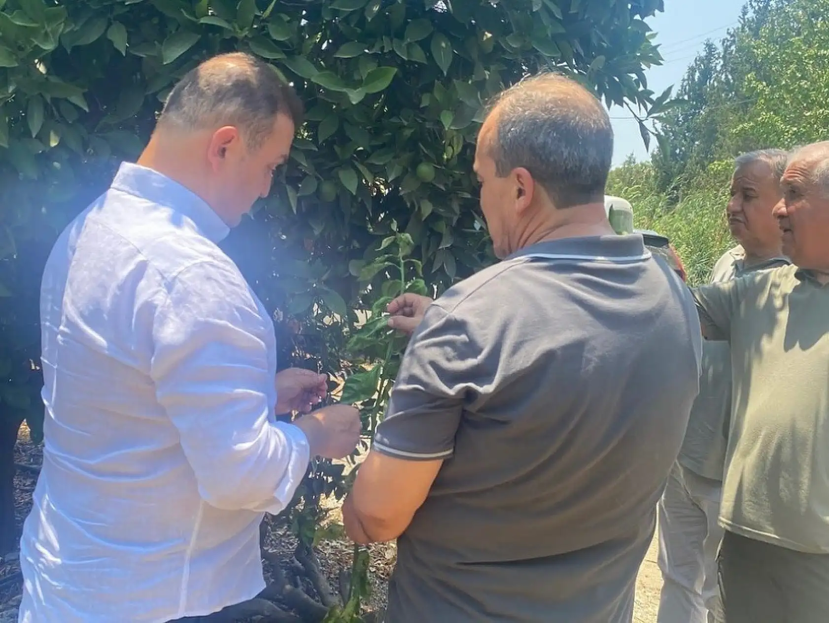 Muğla'da Narenciye Bahçelerinde Saha İncelemesi