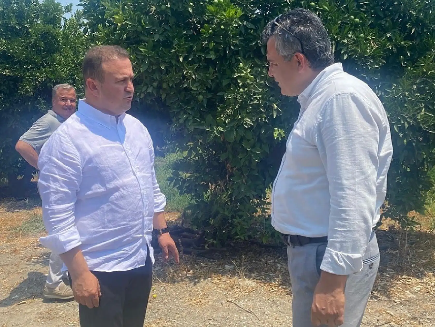 Muğla'da Narenciye Bahçelerinde Saha İncelemesi