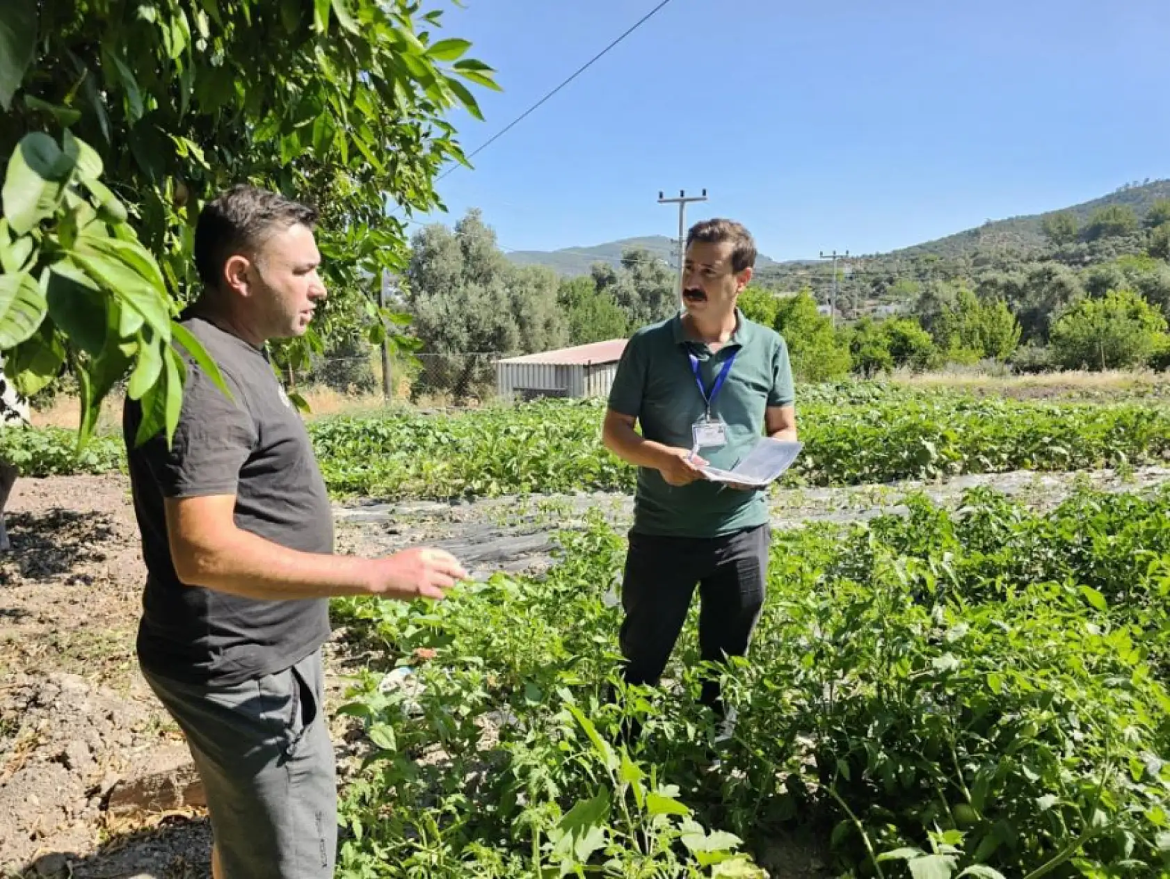 Bodrum'da zeytin hasadı başladı