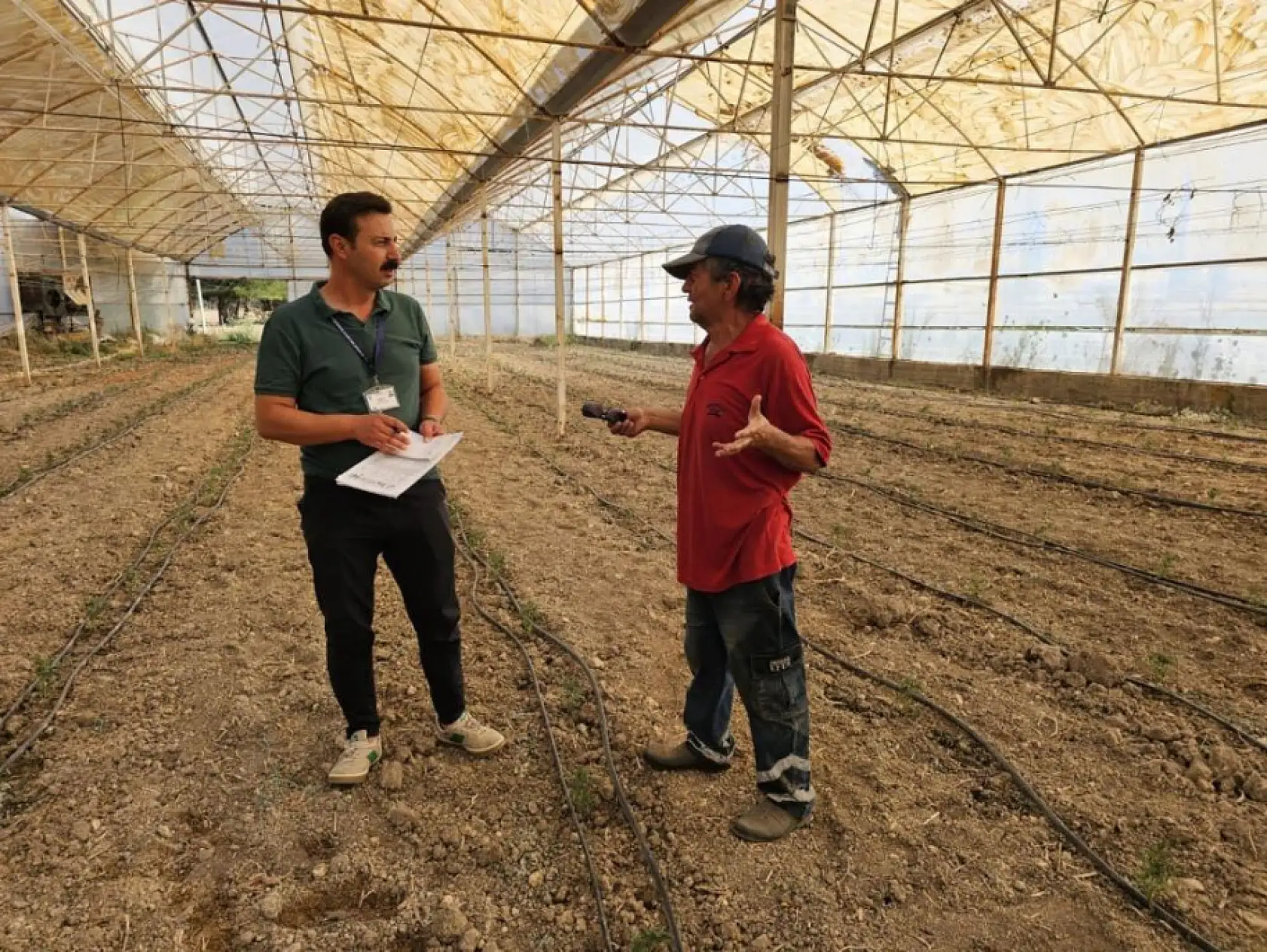 Bodrum'da zeytin hasadı başladı