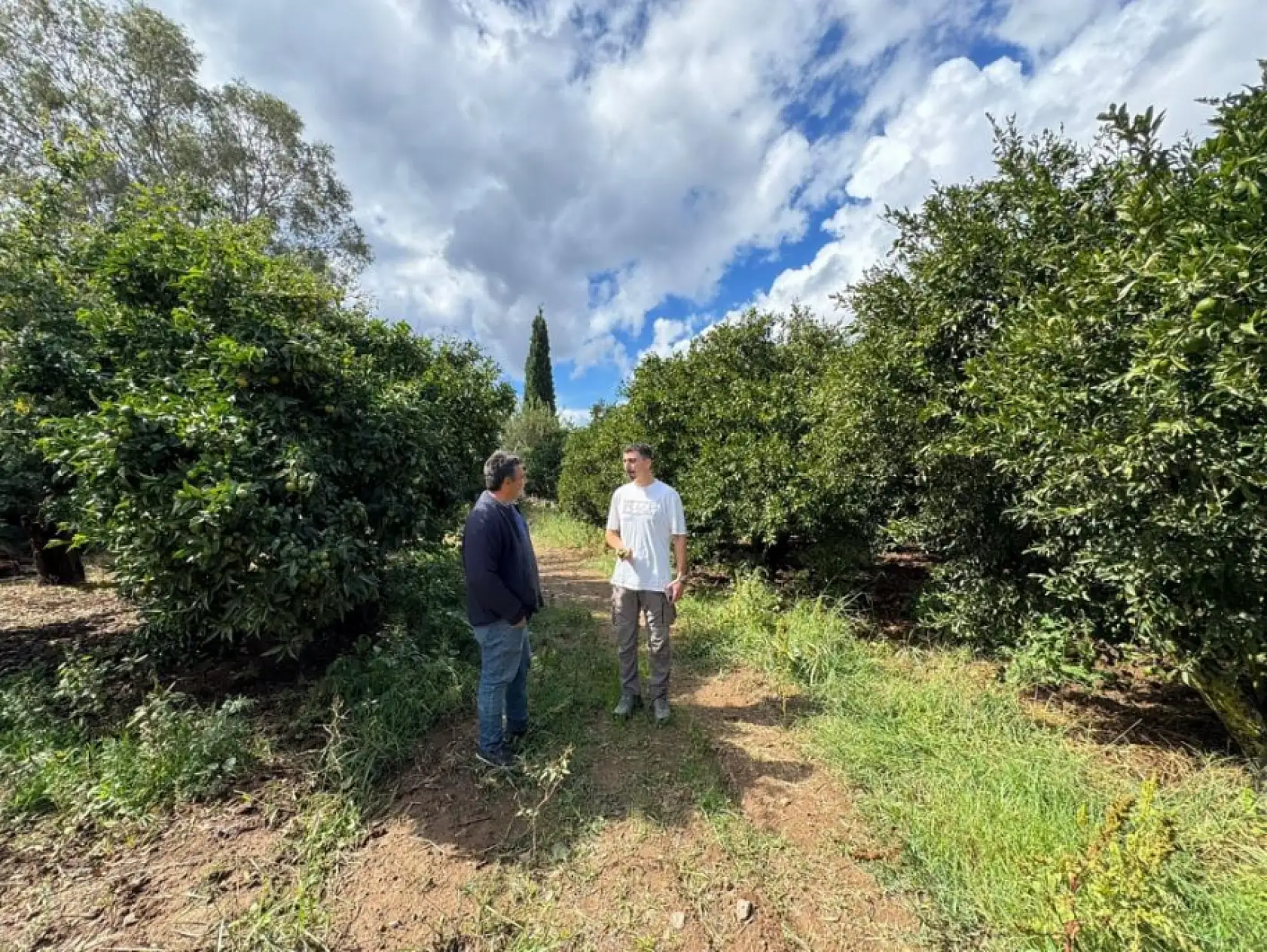 Bodrum'da zeytin hasadı başladı