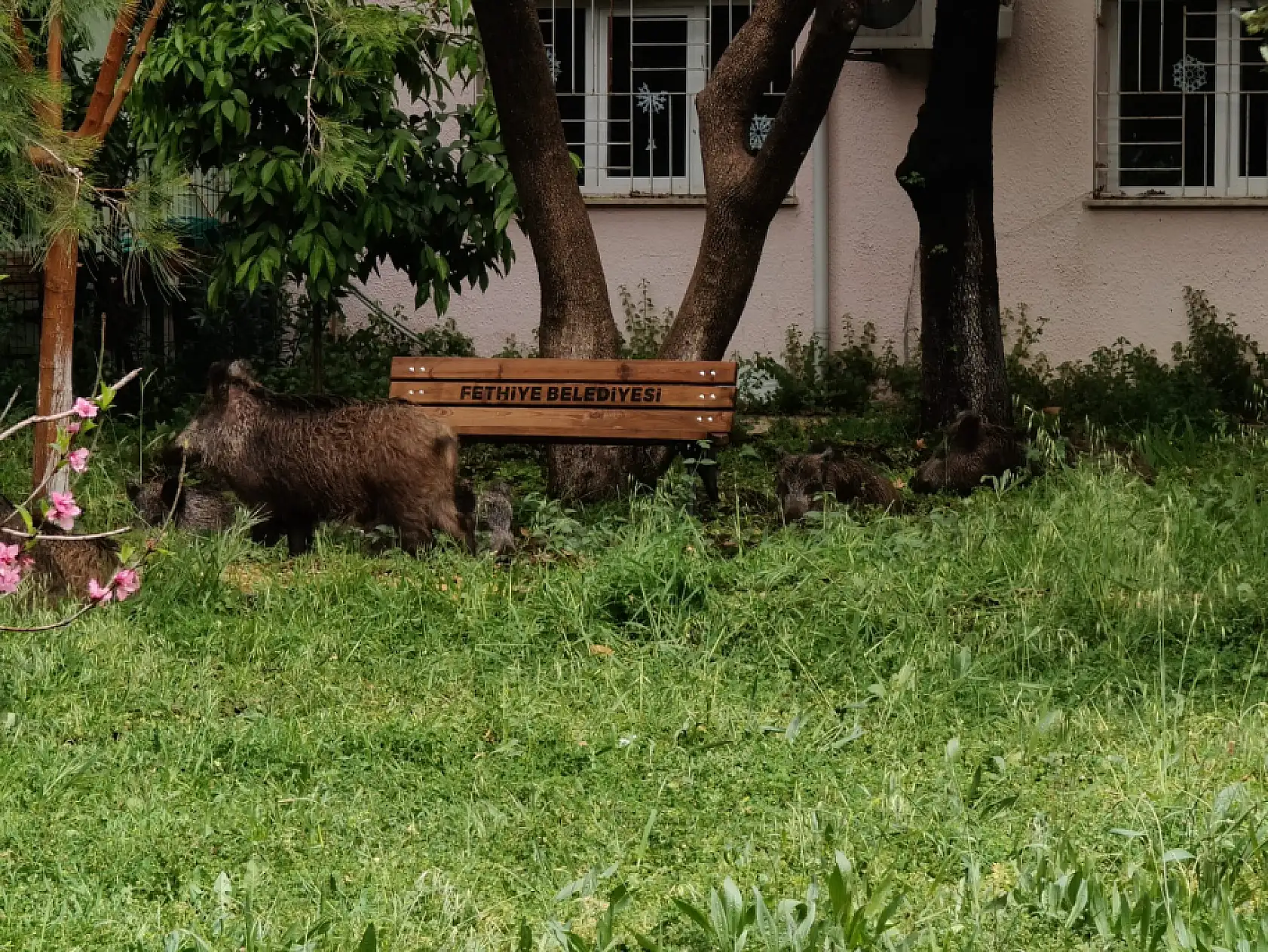 Yaban domuzları Fethiye İlçe Sağlık Müdürlüğü bahçesini istila etti