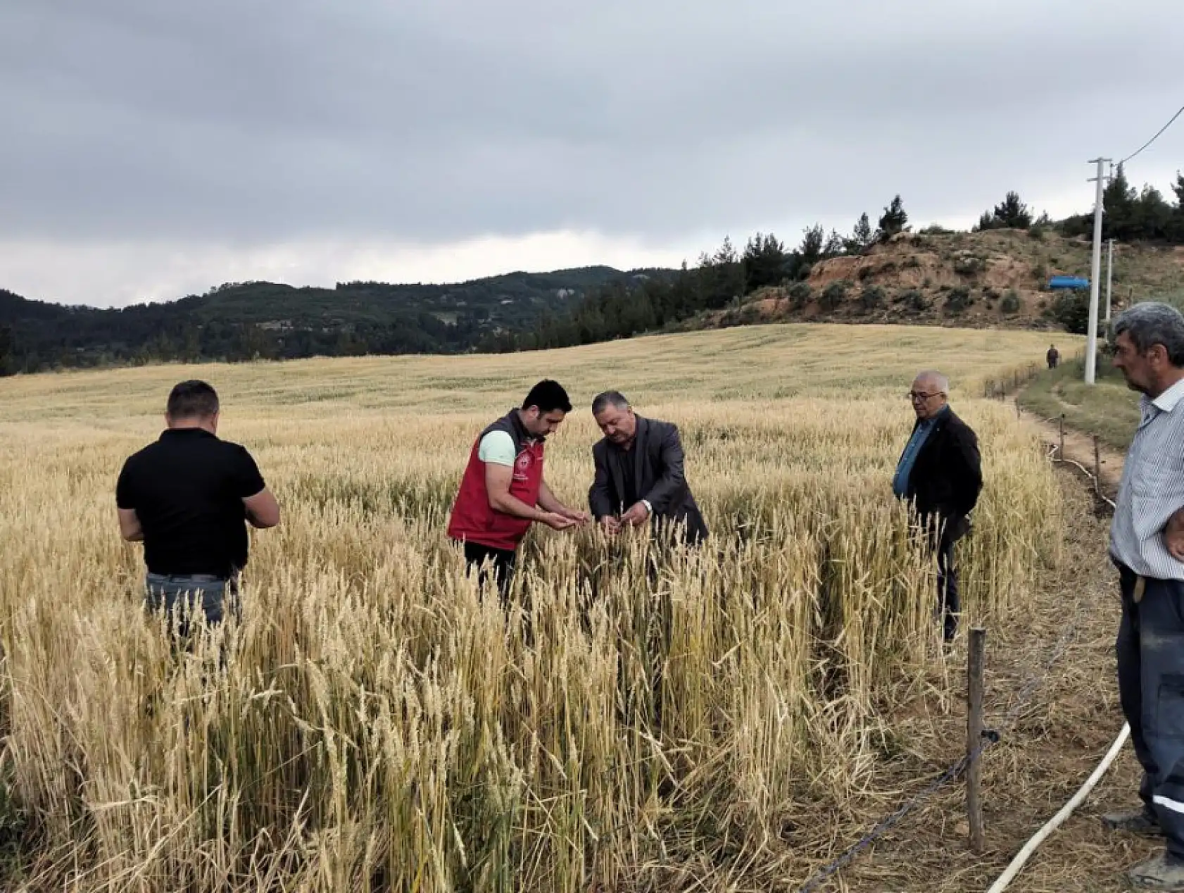 Menteşe'de dolu ve sağanak tarım arazilerine zarar verdi