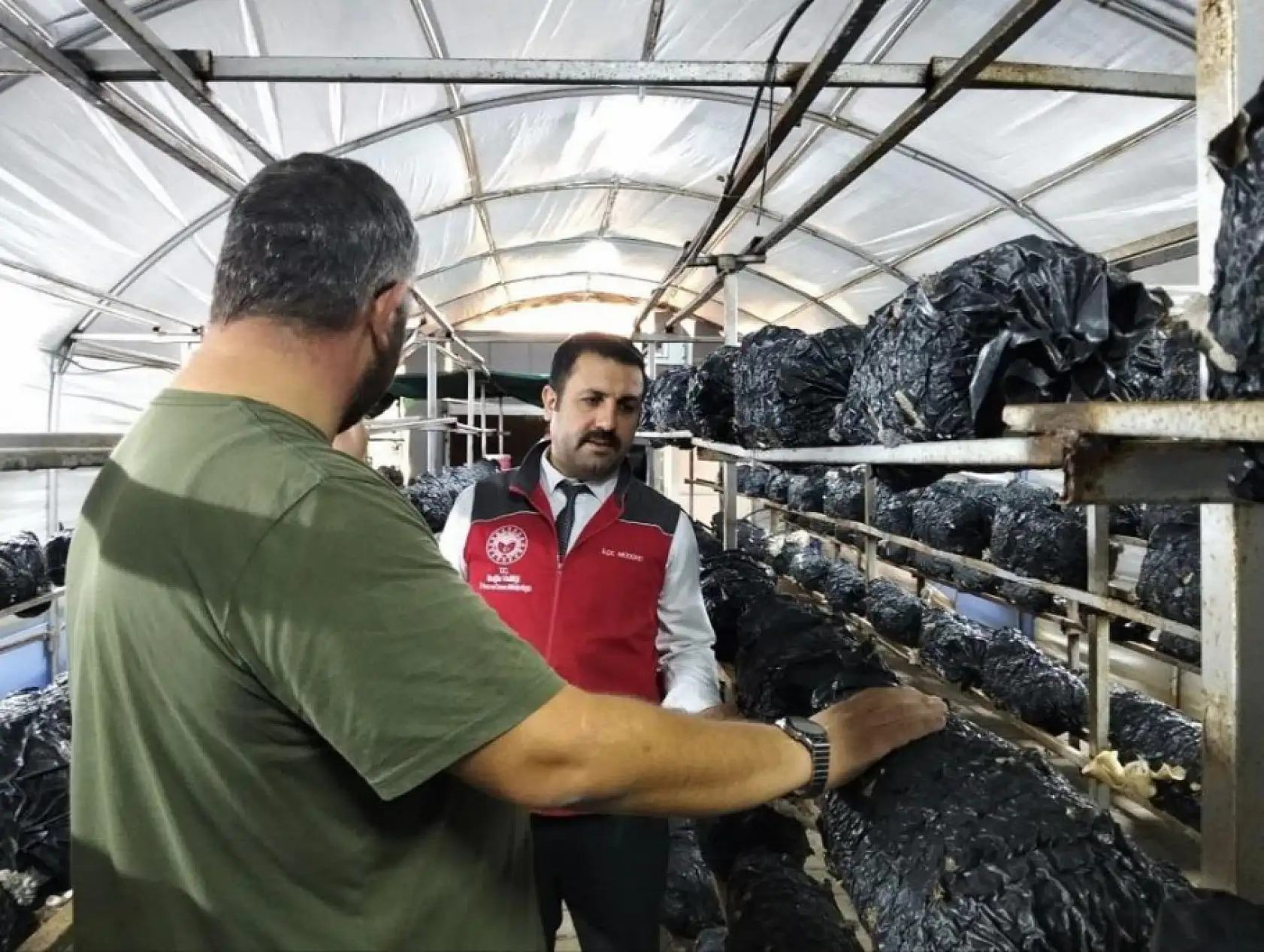 Menteşe'de istiridye mantarı üretimine yerinde denetim