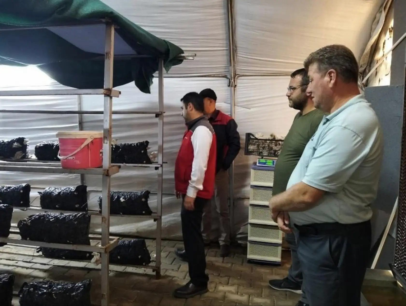 Menteşe'de istiridye mantarı üretimine yerinde denetim