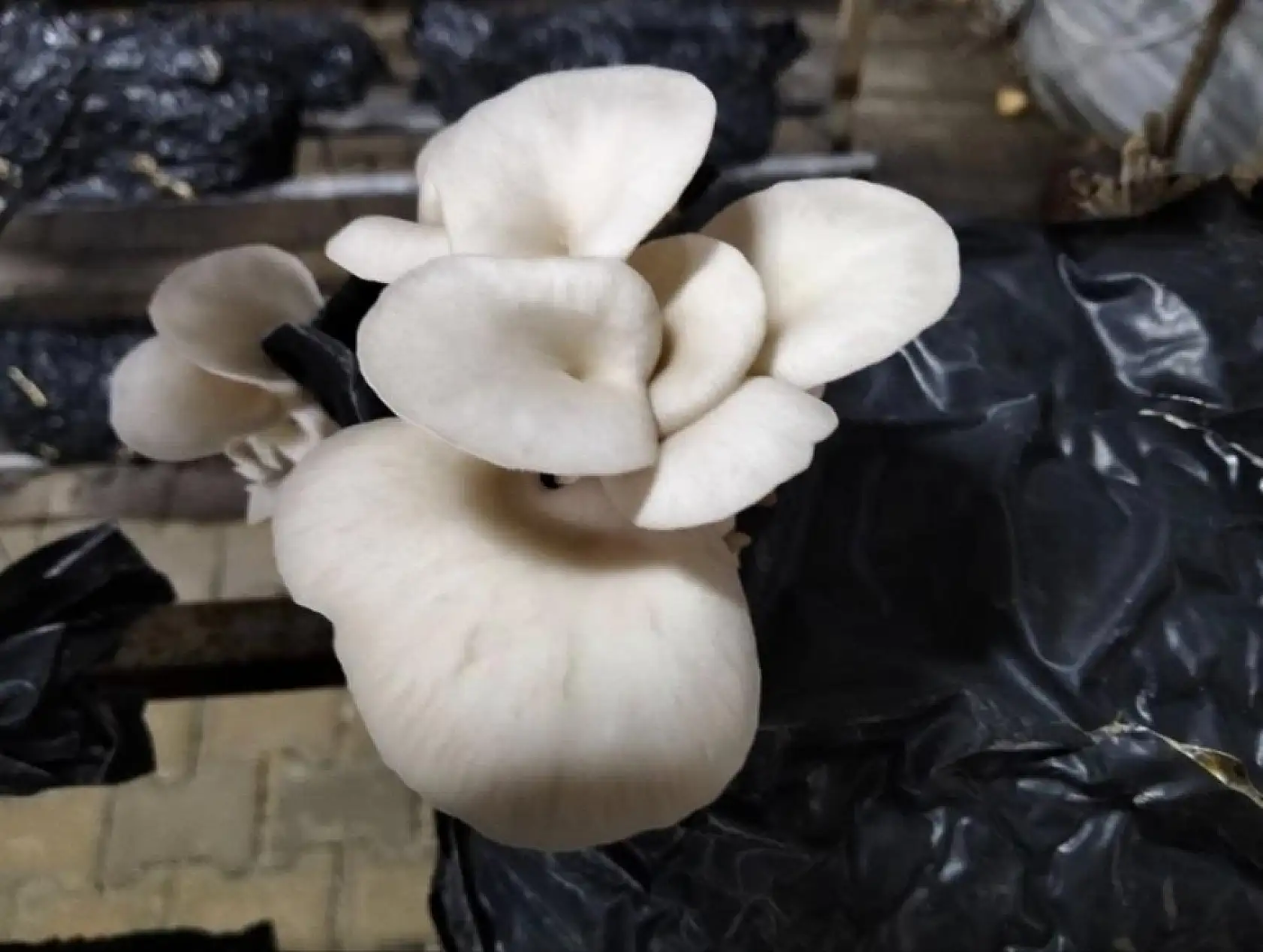 Menteşe'de istiridye mantarı üretimine yerinde denetim