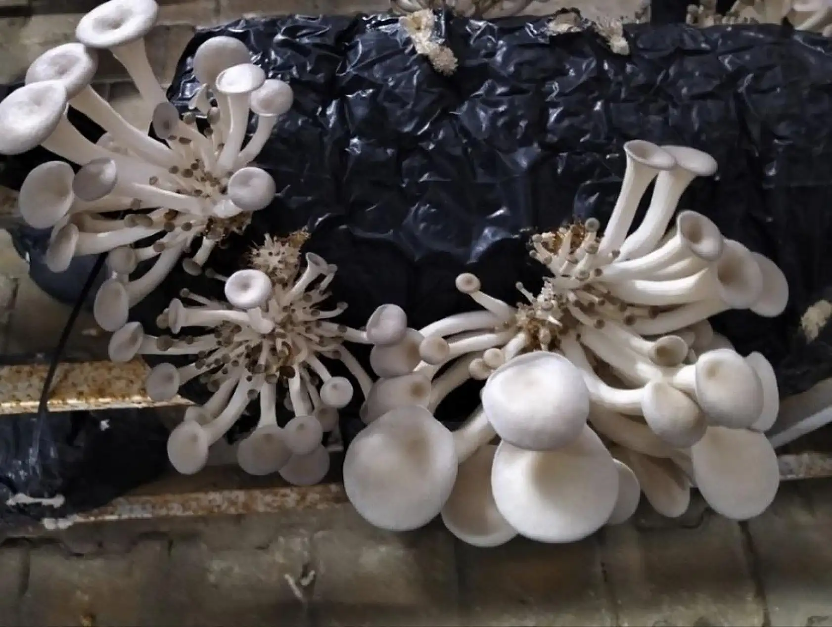 Menteşe'de istiridye mantarı üretimine yerinde denetim